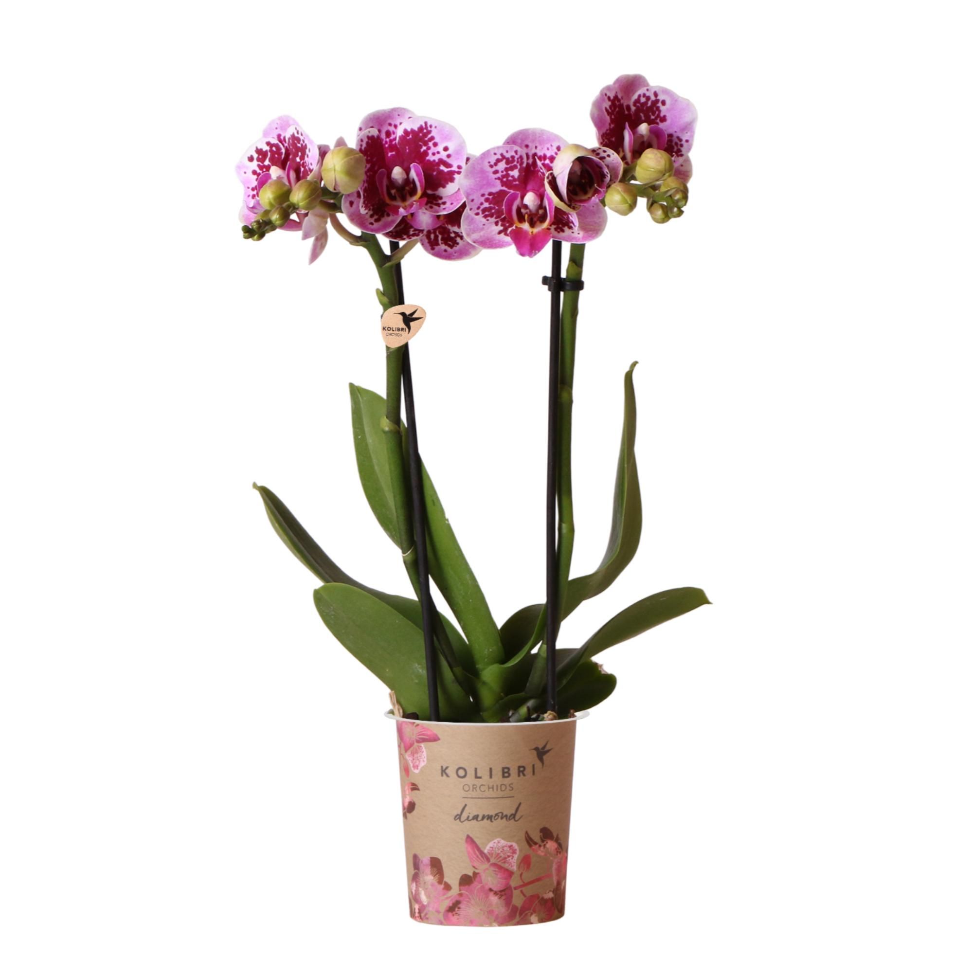 Phalaenopsis Orchidee Diamond Linie