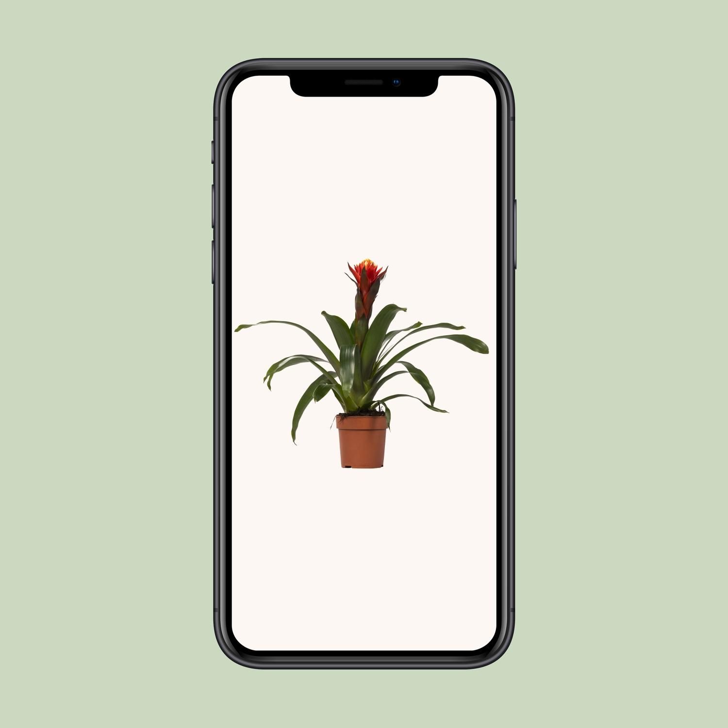 Guzmania Zimmerpflanze mit farbenfrohen Blüten
