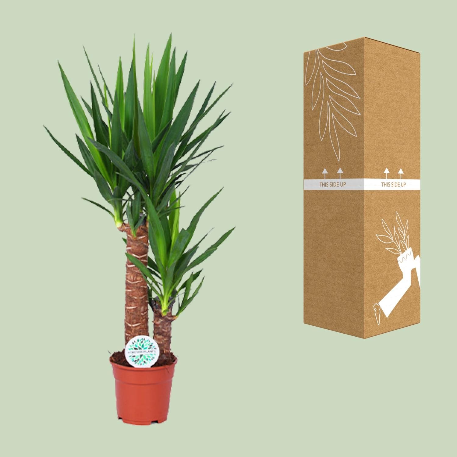 Yucca Zimmerpflanze mit dekorativen schwertförmigen Blättern