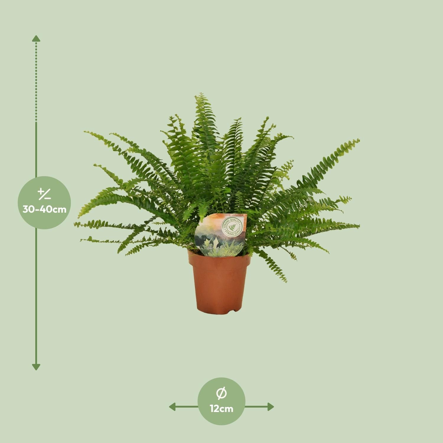 Boston Farn Nephrolepis Green Lady Zimmerpflanze