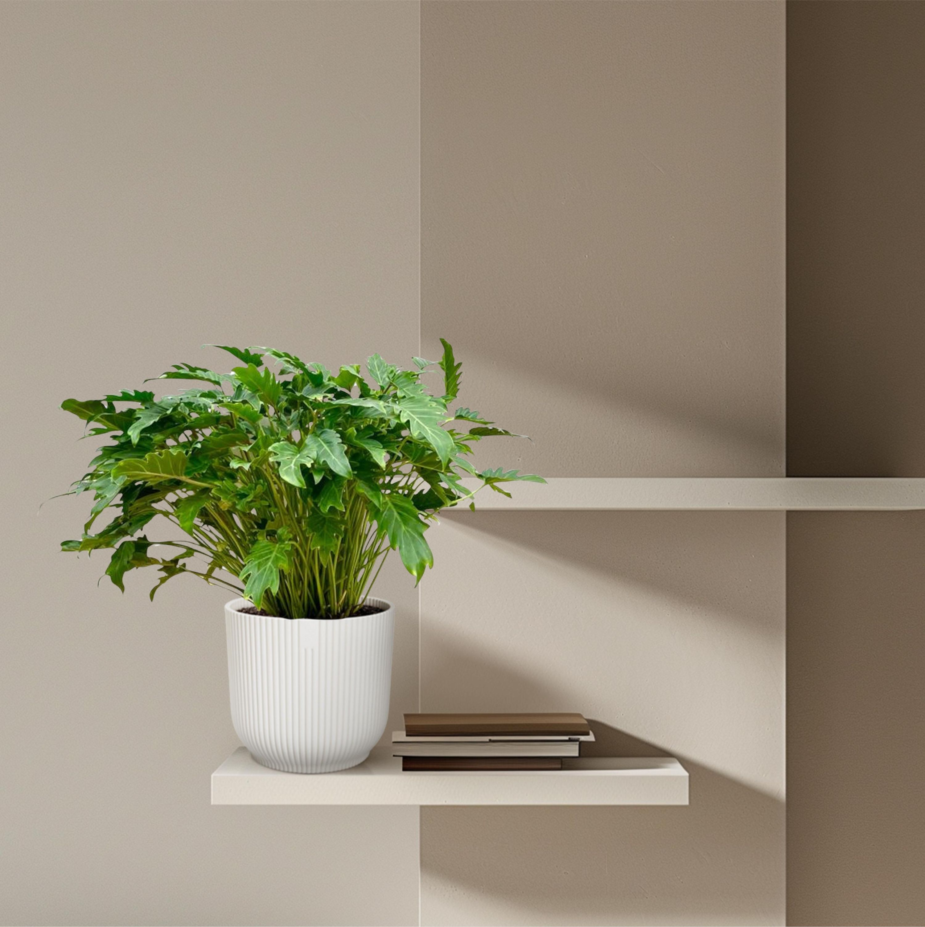 Philodendron Xanadu Zimmerpflanze