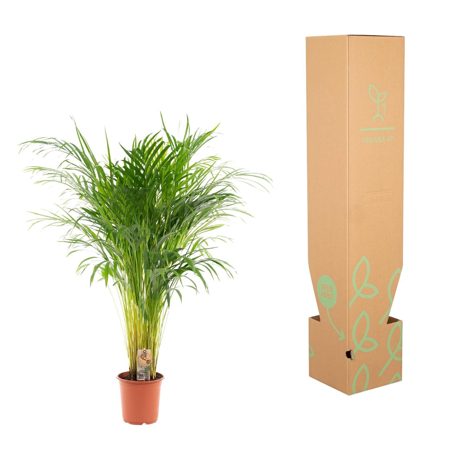 Areca-Palme Zimmerpflanze