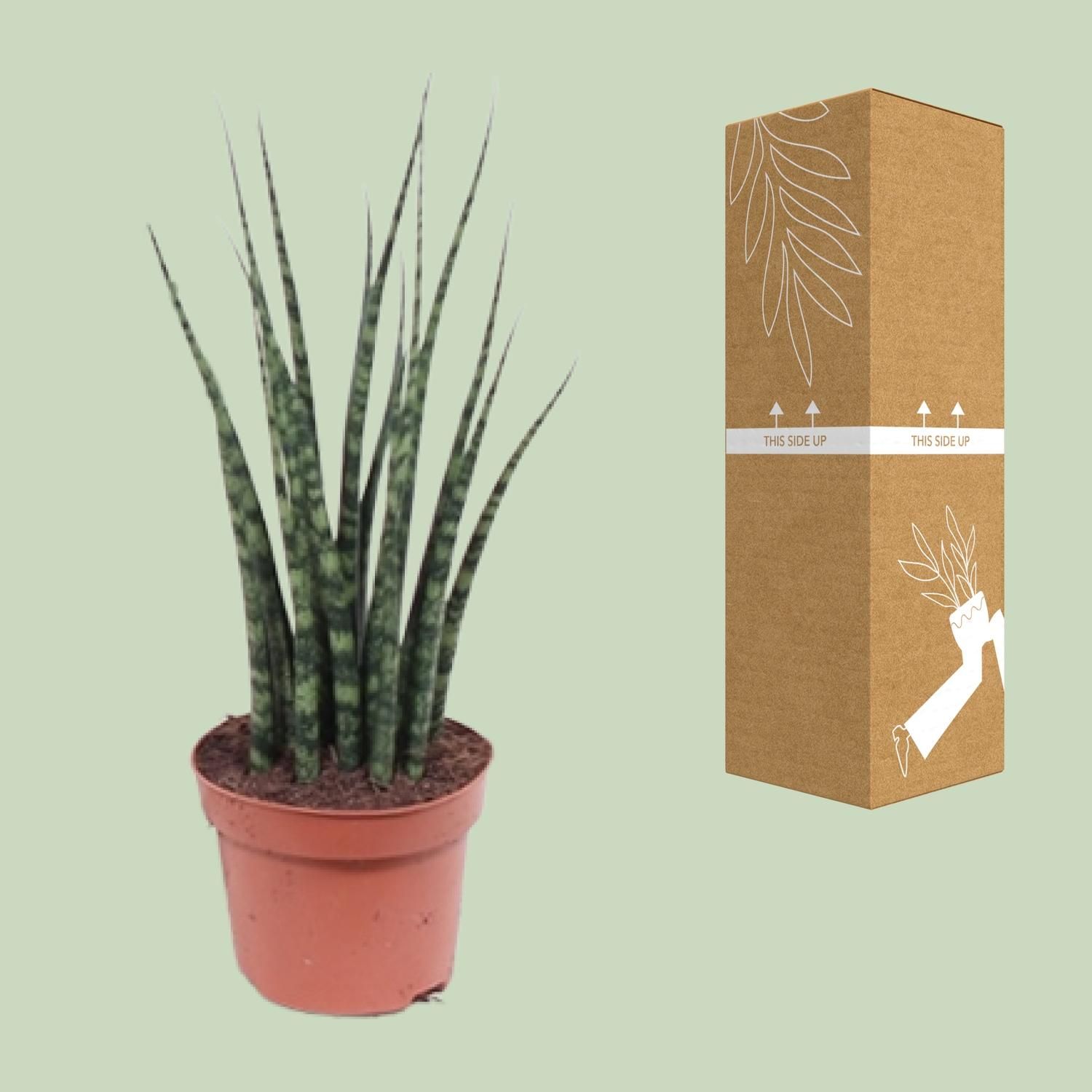 Sansevieria Fernwood Mikado Zimmerpflanze