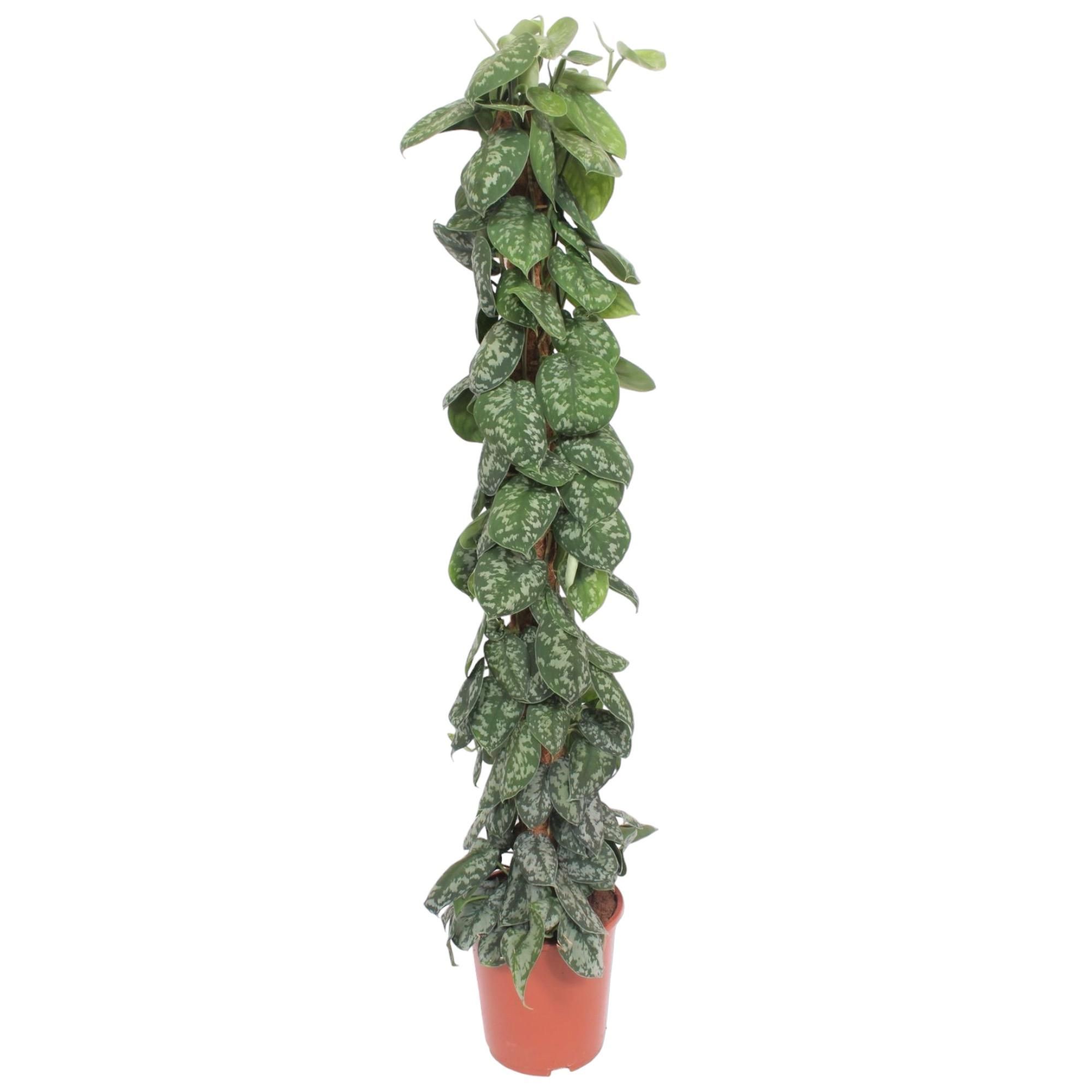 Scindapsus Pictus Trebie - Kletterpflanze mit Silbermarmorierung