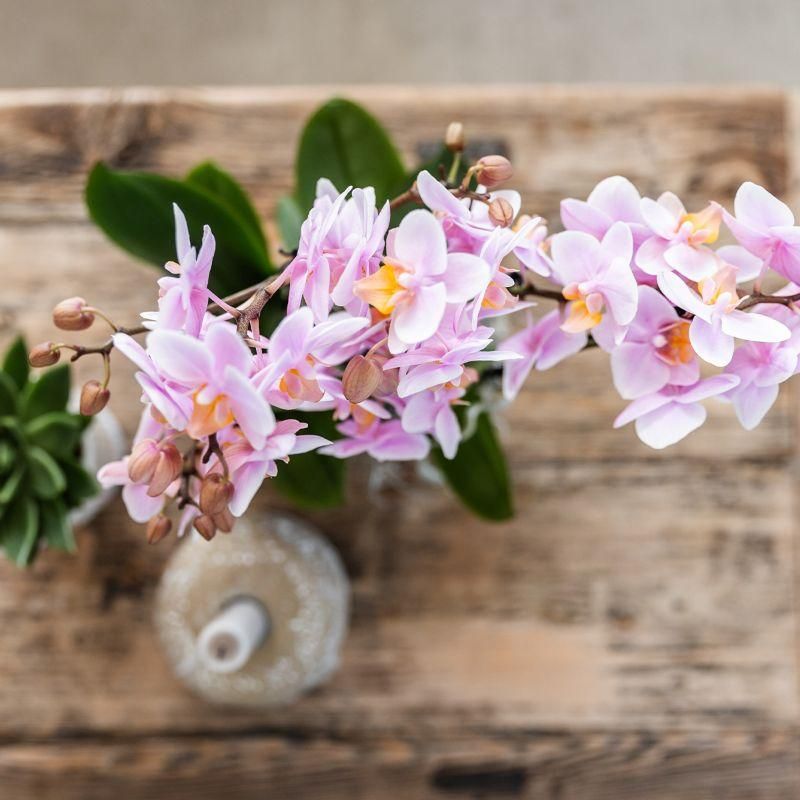 Rosa Phalaenopsis Orchidee
