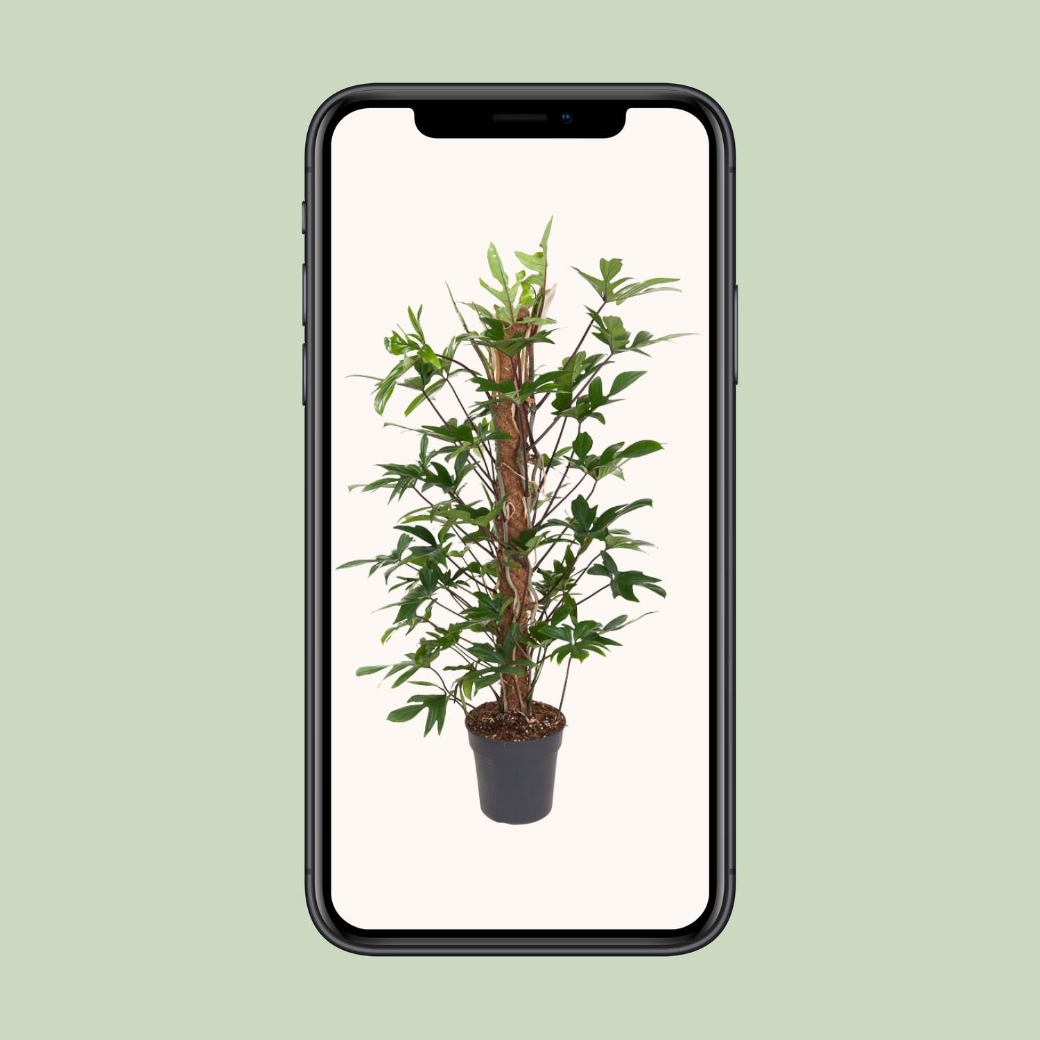 Philodendron Pedatum Zimmerpflanze