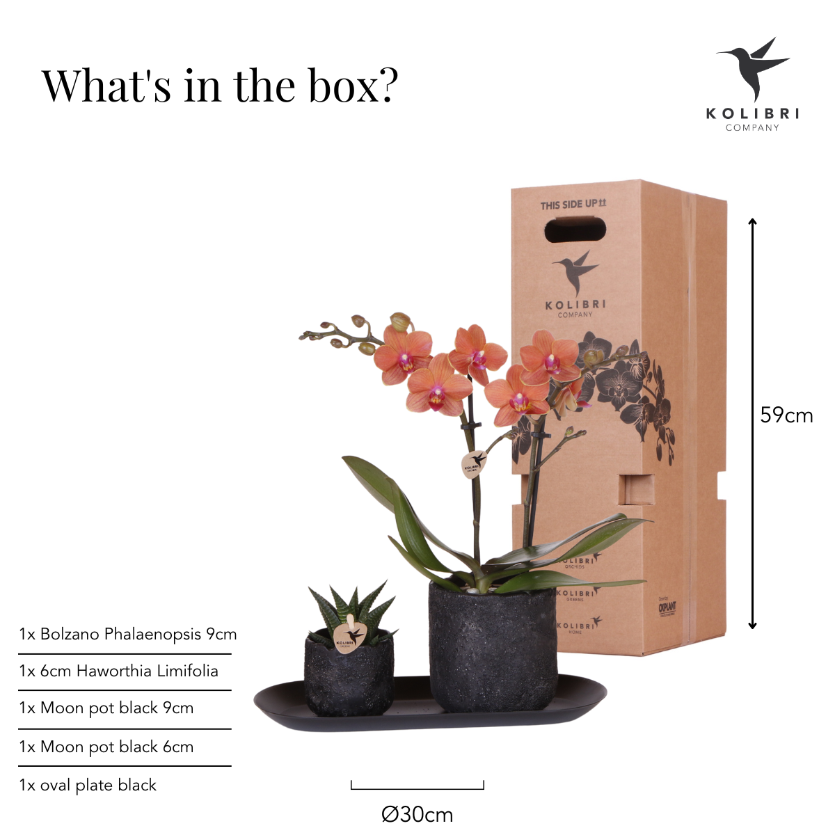 Phalaenopsis Orchidee Bolzano mit Sukkulente im Keramiktopf