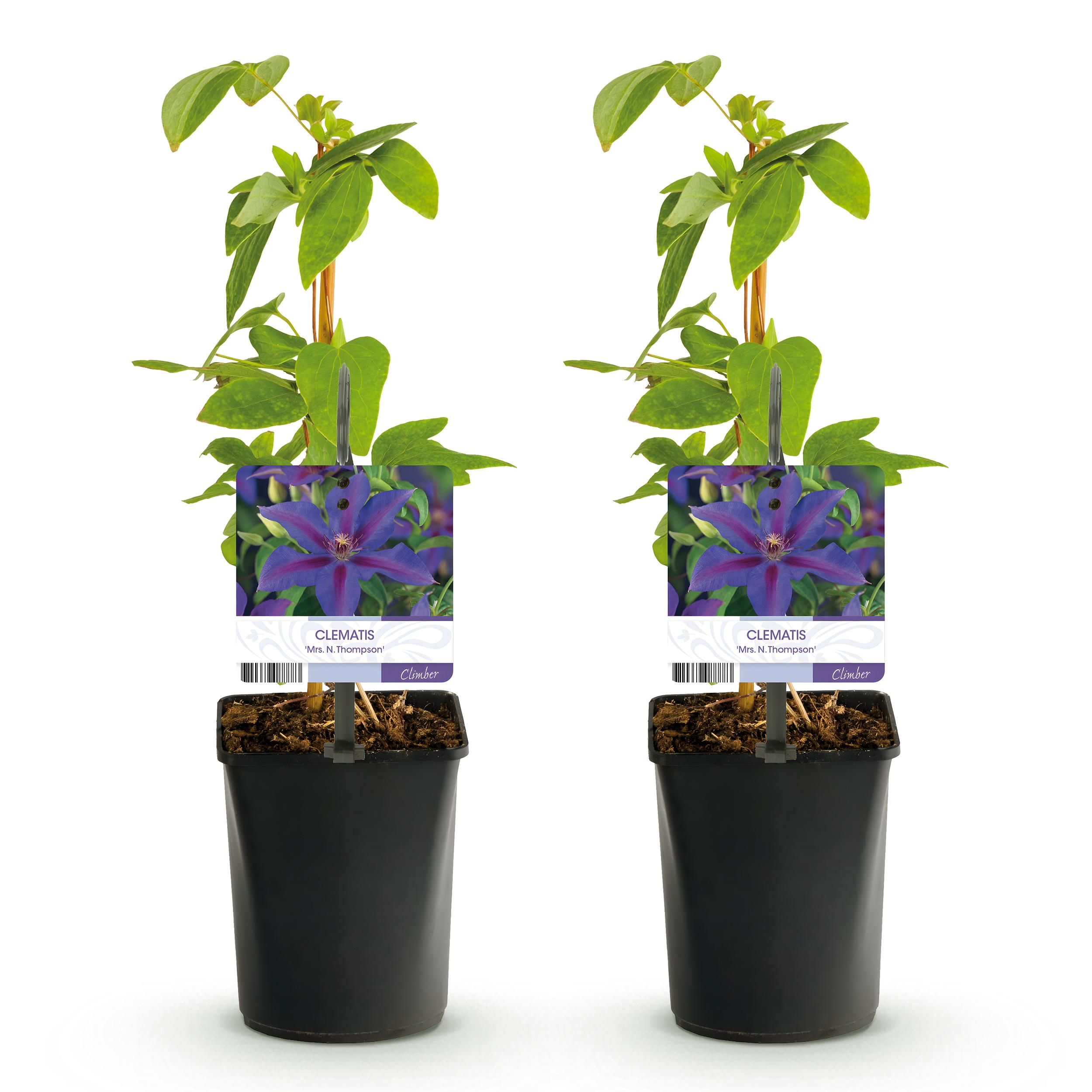 Kletterpflanze Clematis | Rosa Blüten | Wenig Pflege