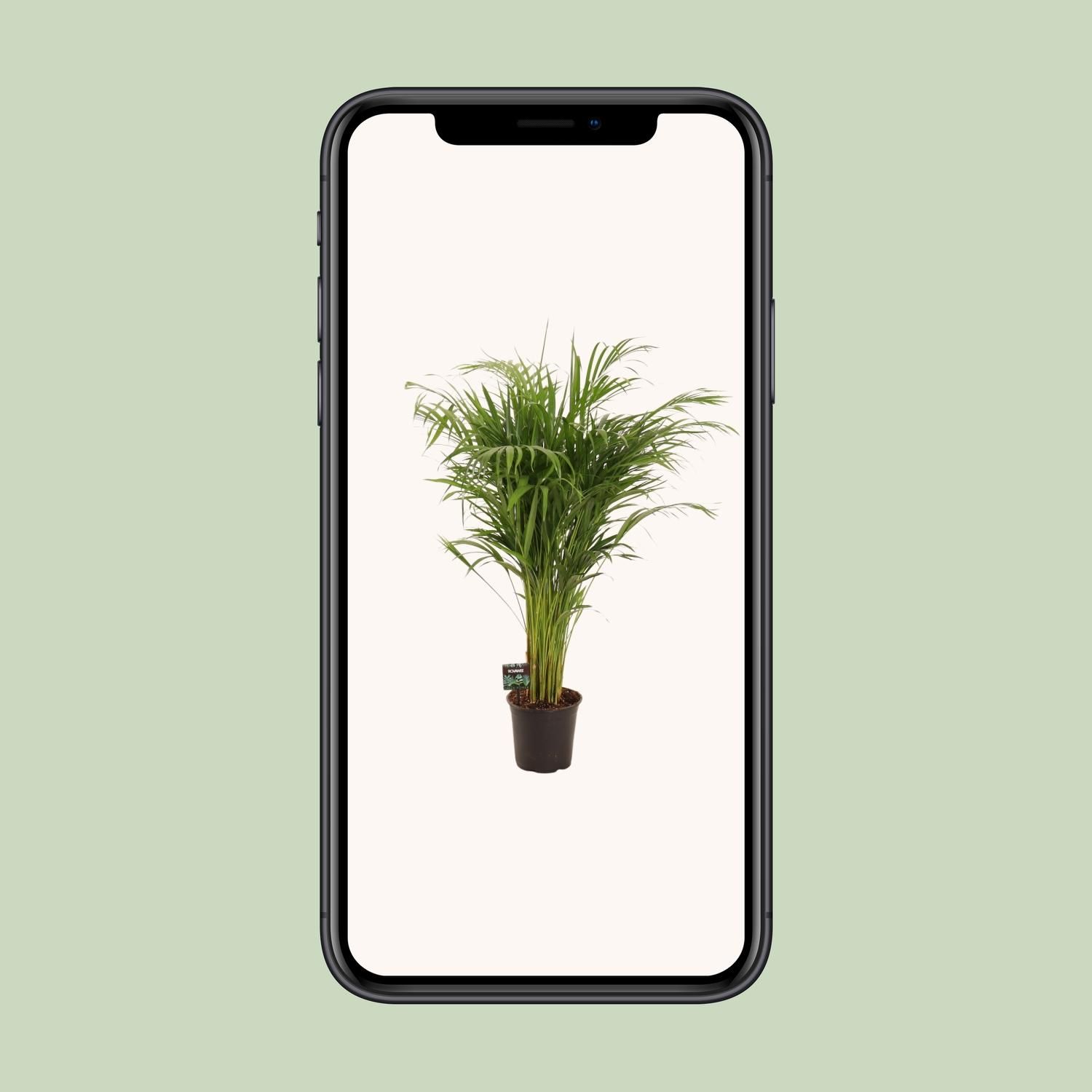 Elegante Bambuspalme Dypsis Lutescens