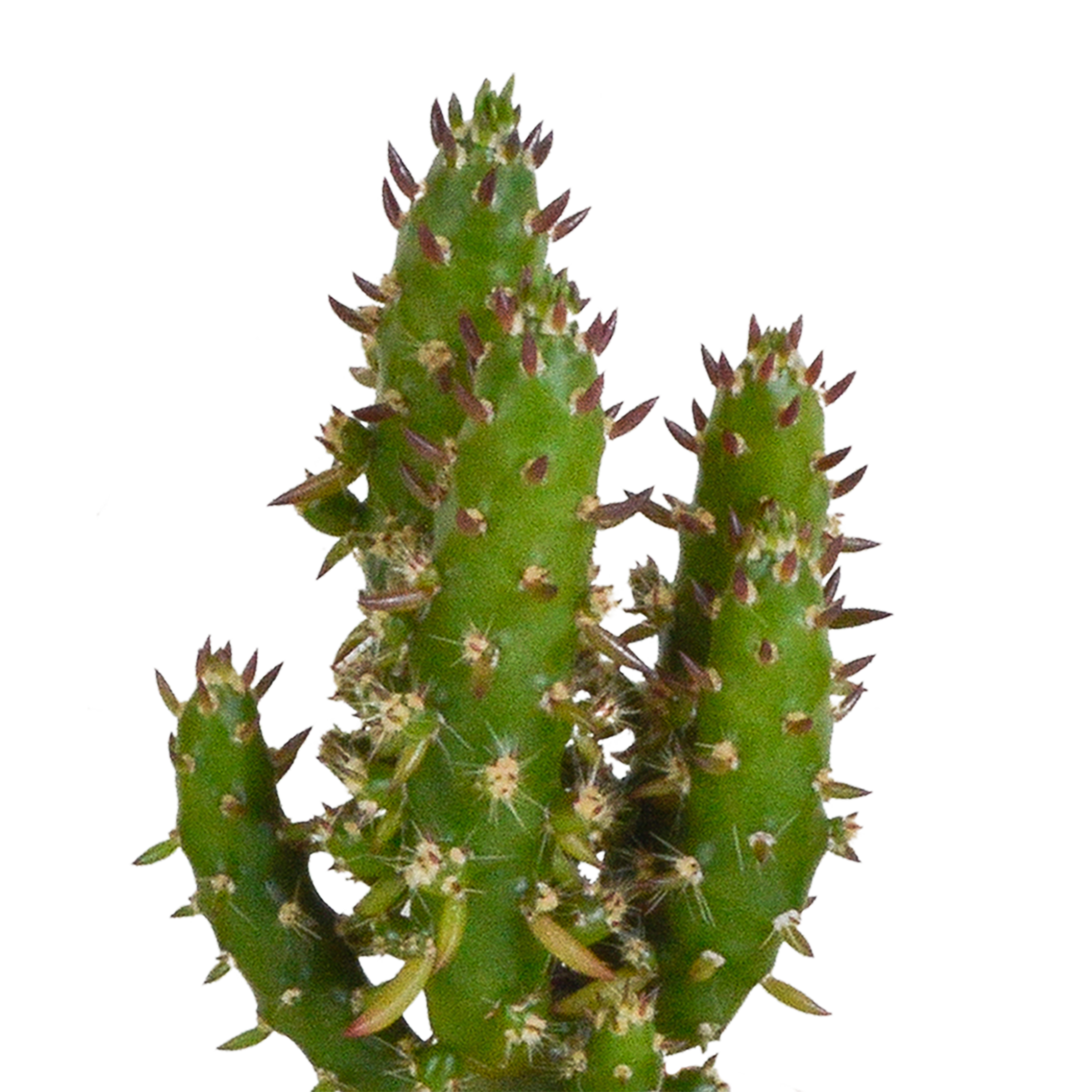 Bunte Cactus und Sukkulenten Mischung in Terrakotta