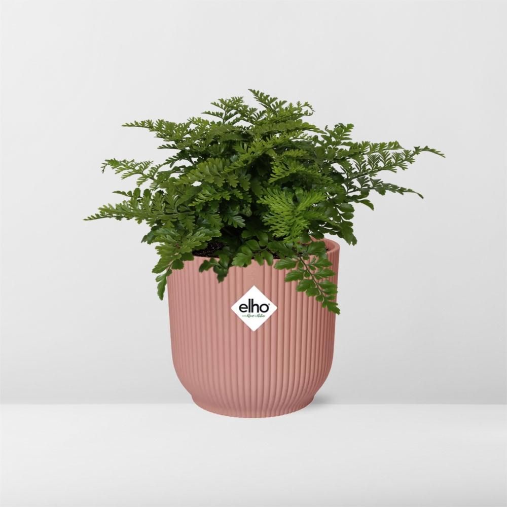 Asplenium Farnkraut in dekorativem ELHO Vibes Fold Topf