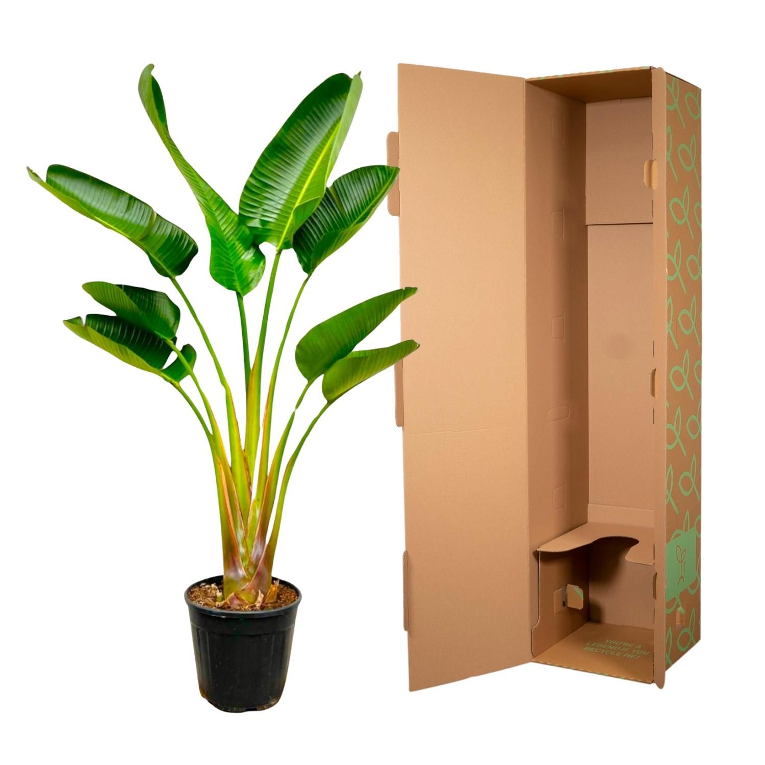 Strelitzia Augusta Weiße Paradiesvogelpflanze