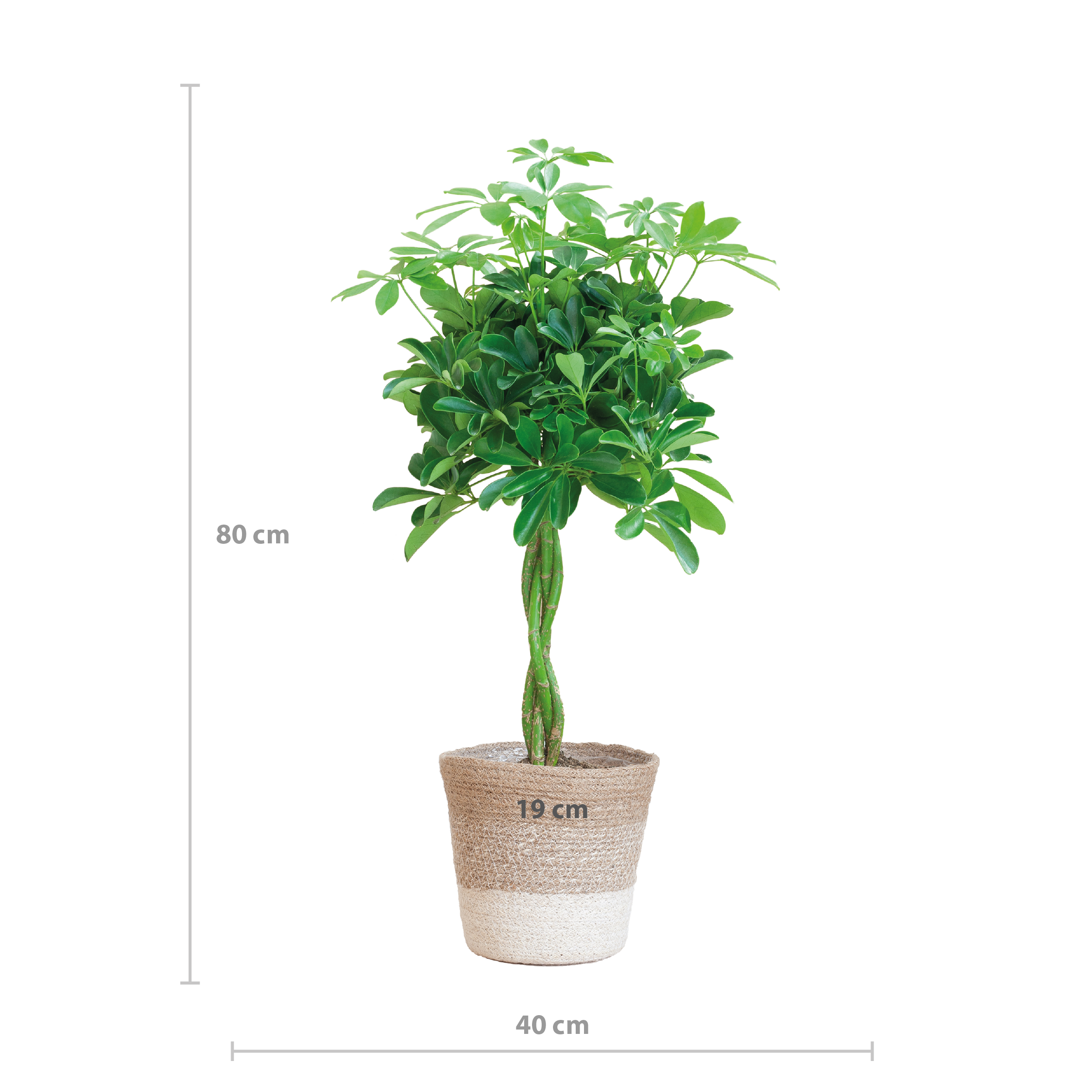 Schefflera Nora Zimmerpflanze mit weißem Jute-Pflanzkorb