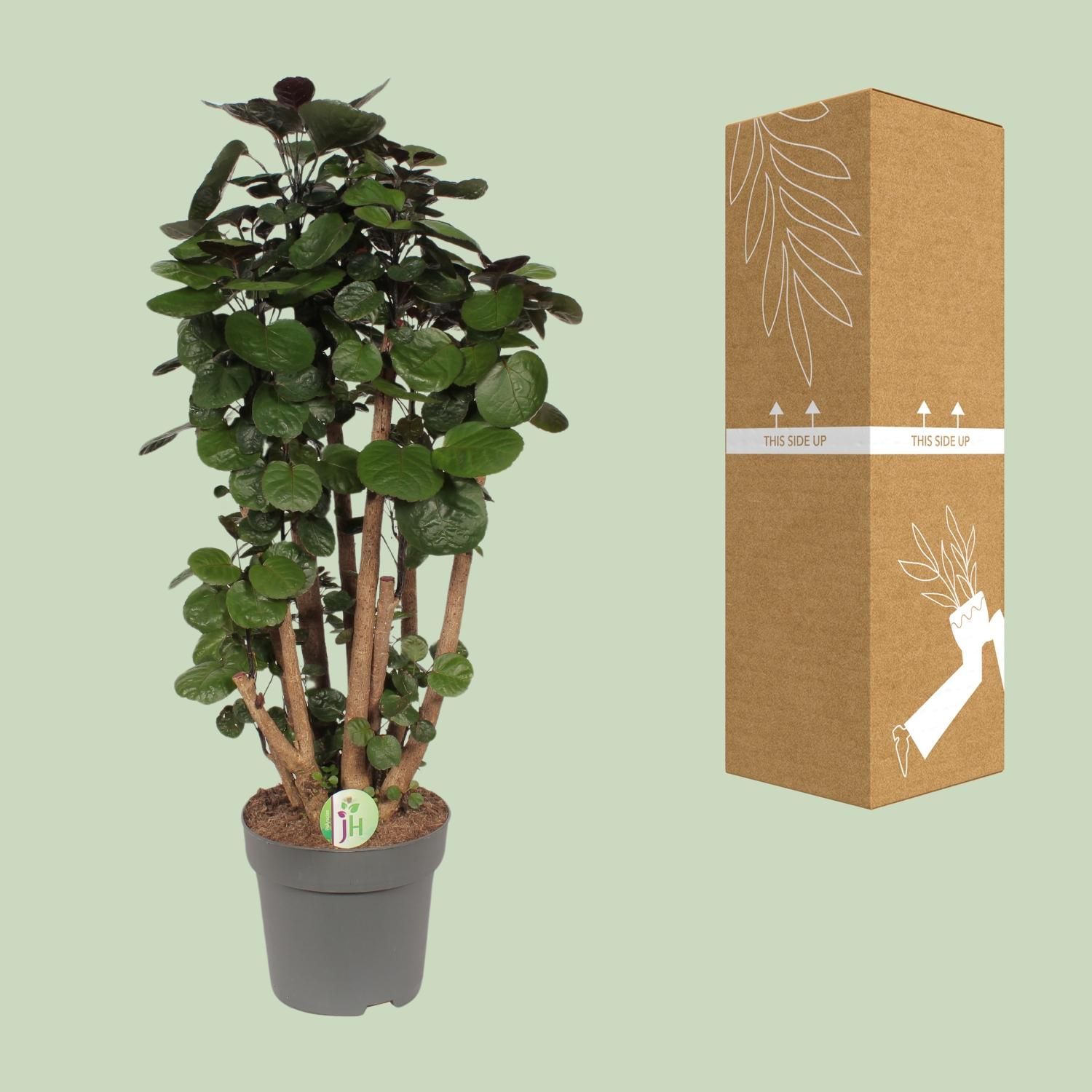 Polyscias Fabian – ø24cm Topf – 90cm Höhe – Ideal als Zimmerbaum