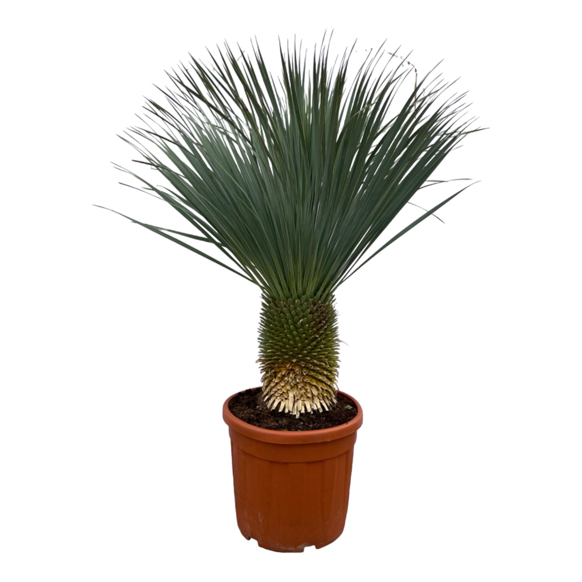 Yucca Rostrata Zimmerpflanze