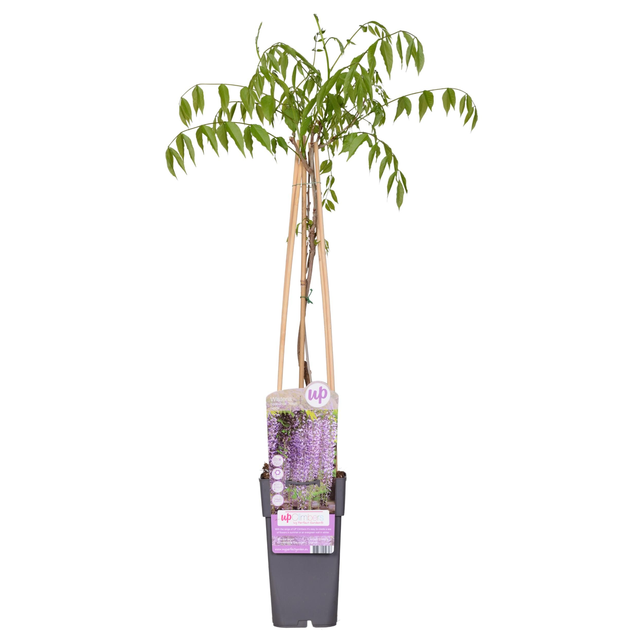 Wisteria Floribunda Naga Noda Kletterpflanze