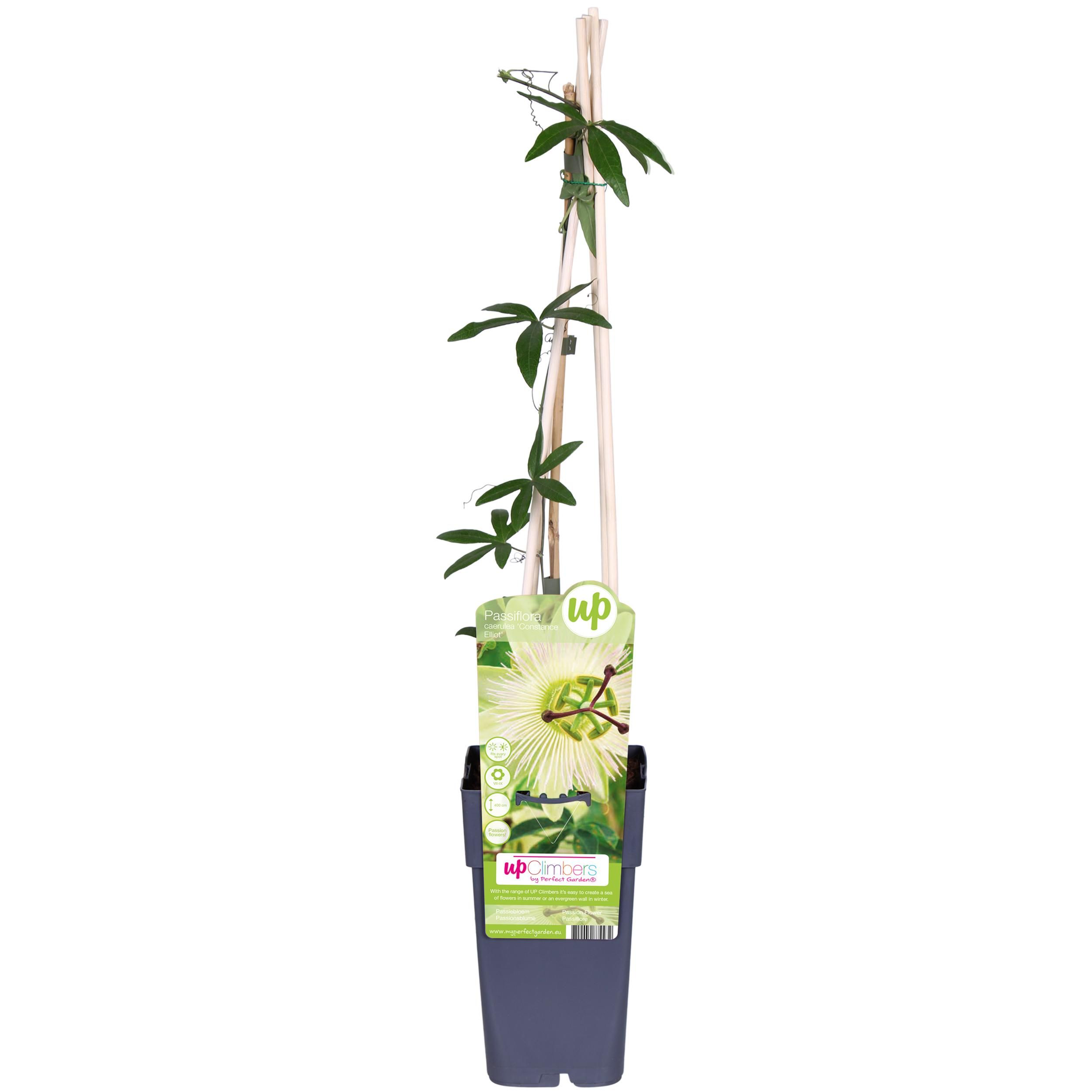 Passiflora Kletterpflanze Constance Elliot mit weißen Blüten