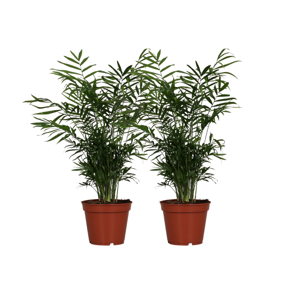 Chamaedorea Elegans Palme – 2 Stück – Ø17cm Topf – ↕55cm Höhe