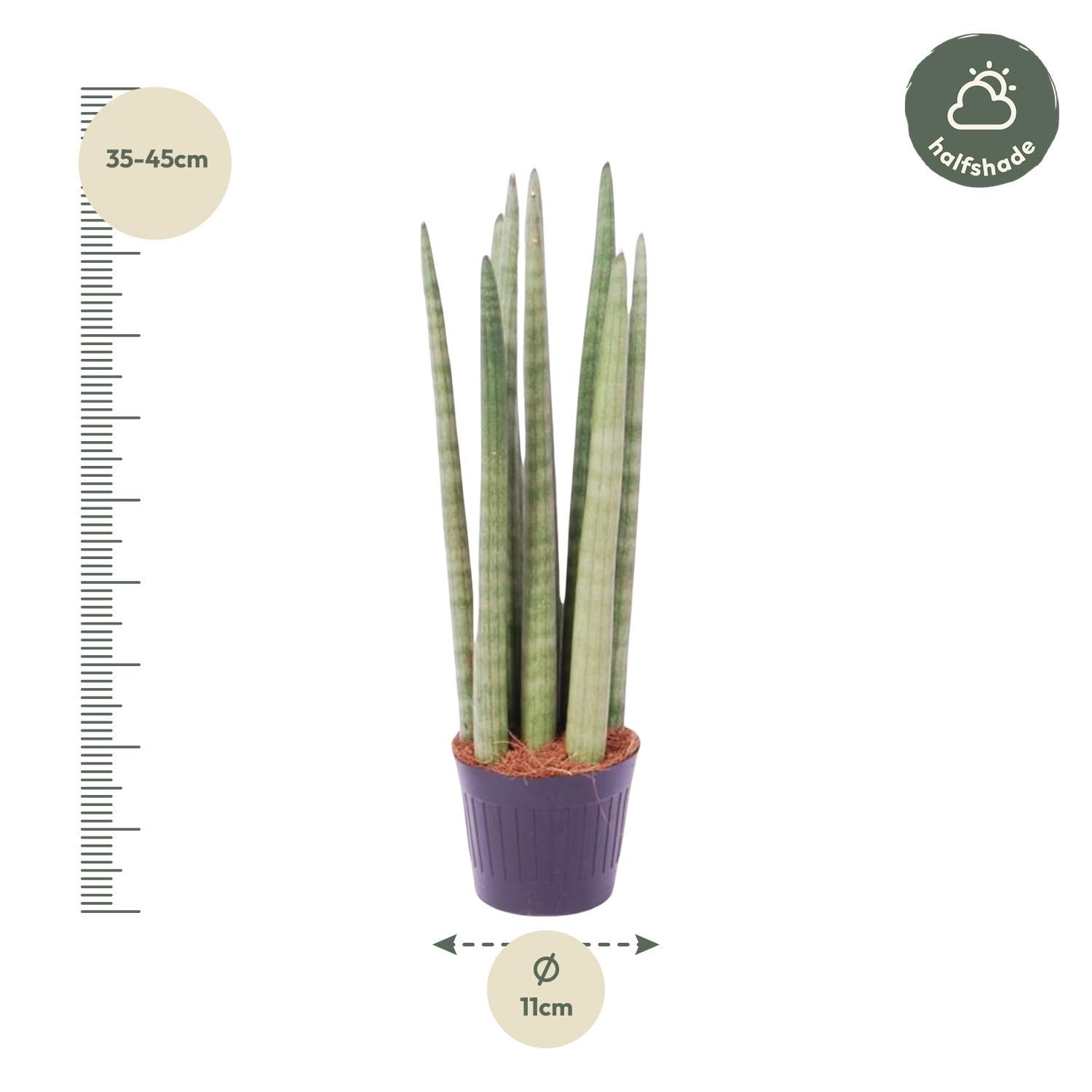 Sansevieria cylindrica – Elegante Zimmerpflanze mit schwertförmigen Blättern