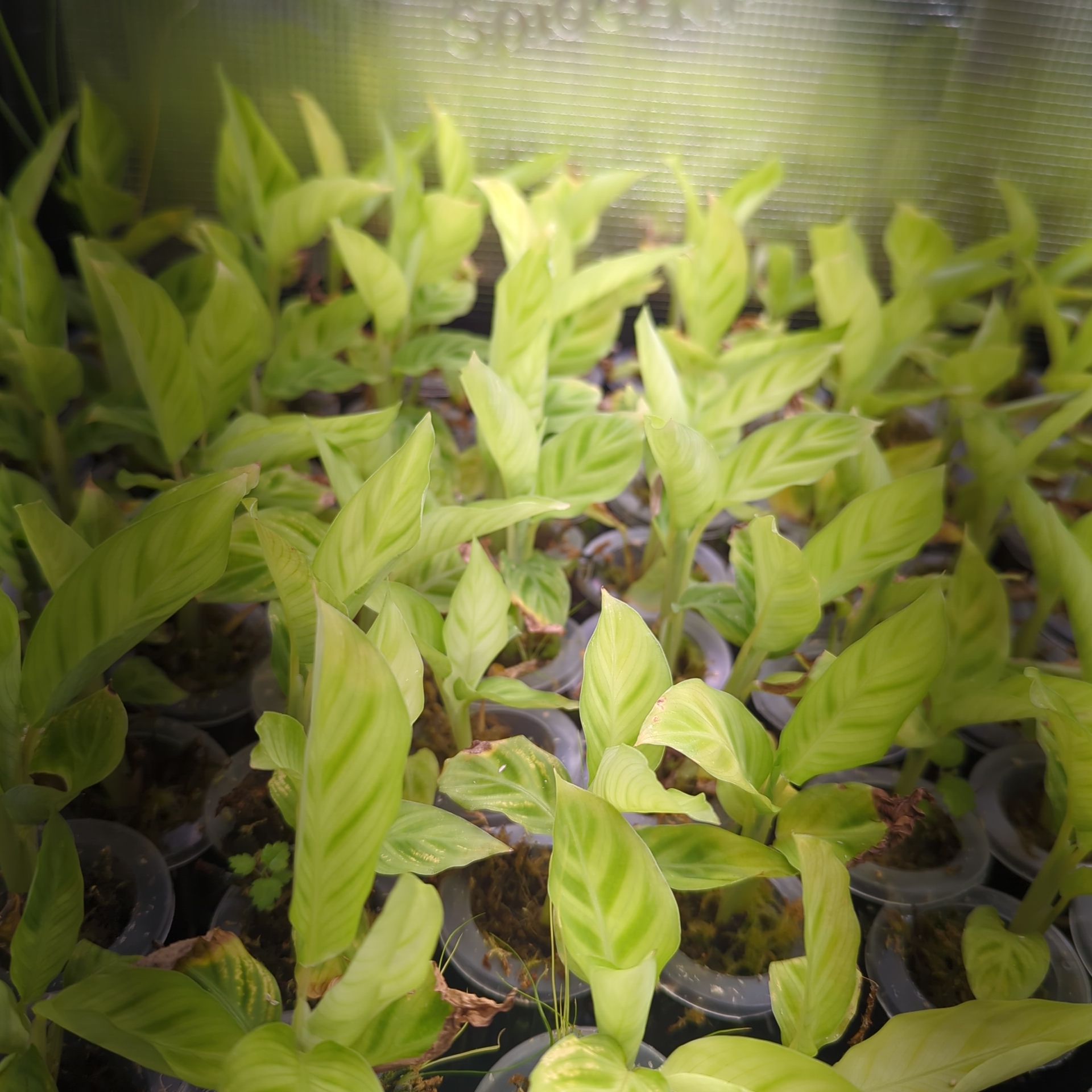 Baby Calathea zebrina + selbstbewässernder Übertopf