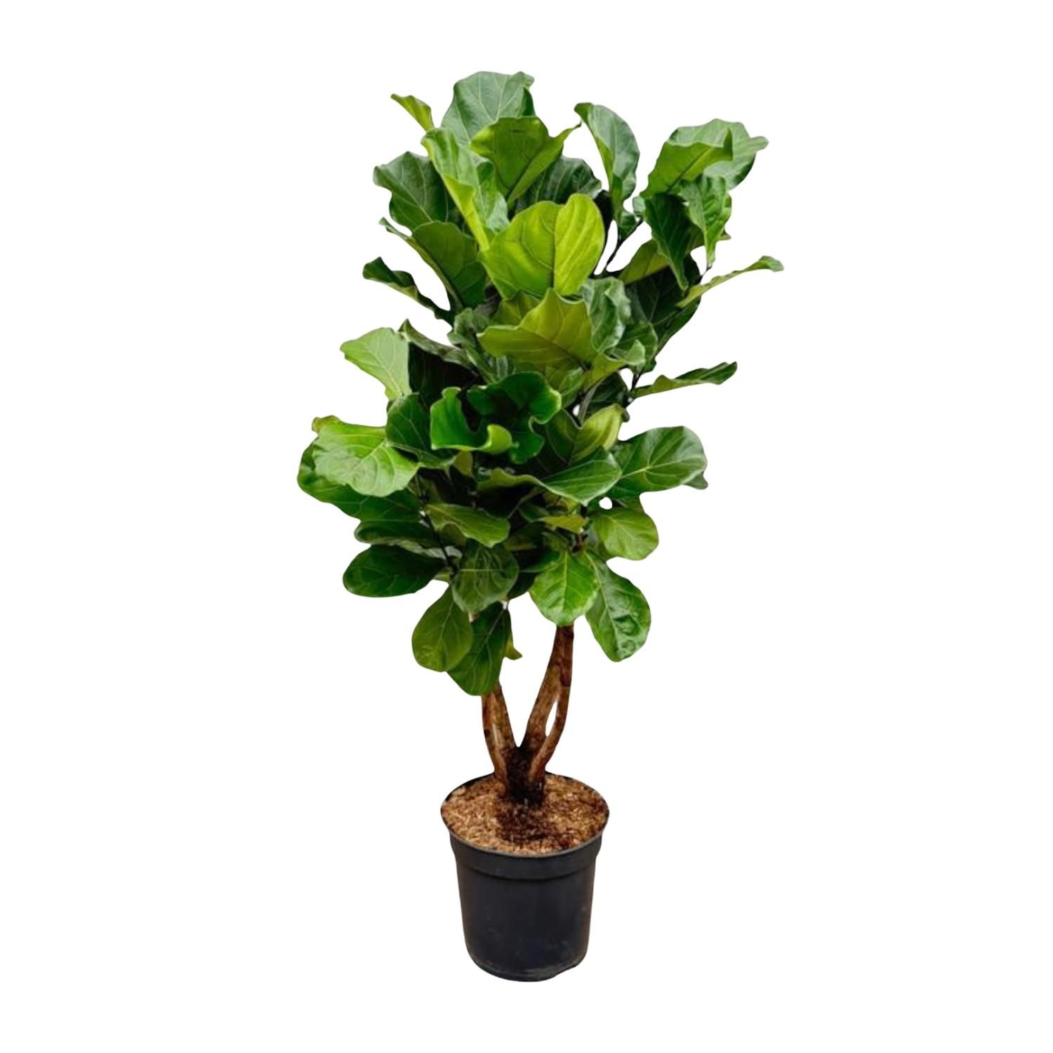 Ficus Lyrata Geigenfeige XL Zimmerpflanze