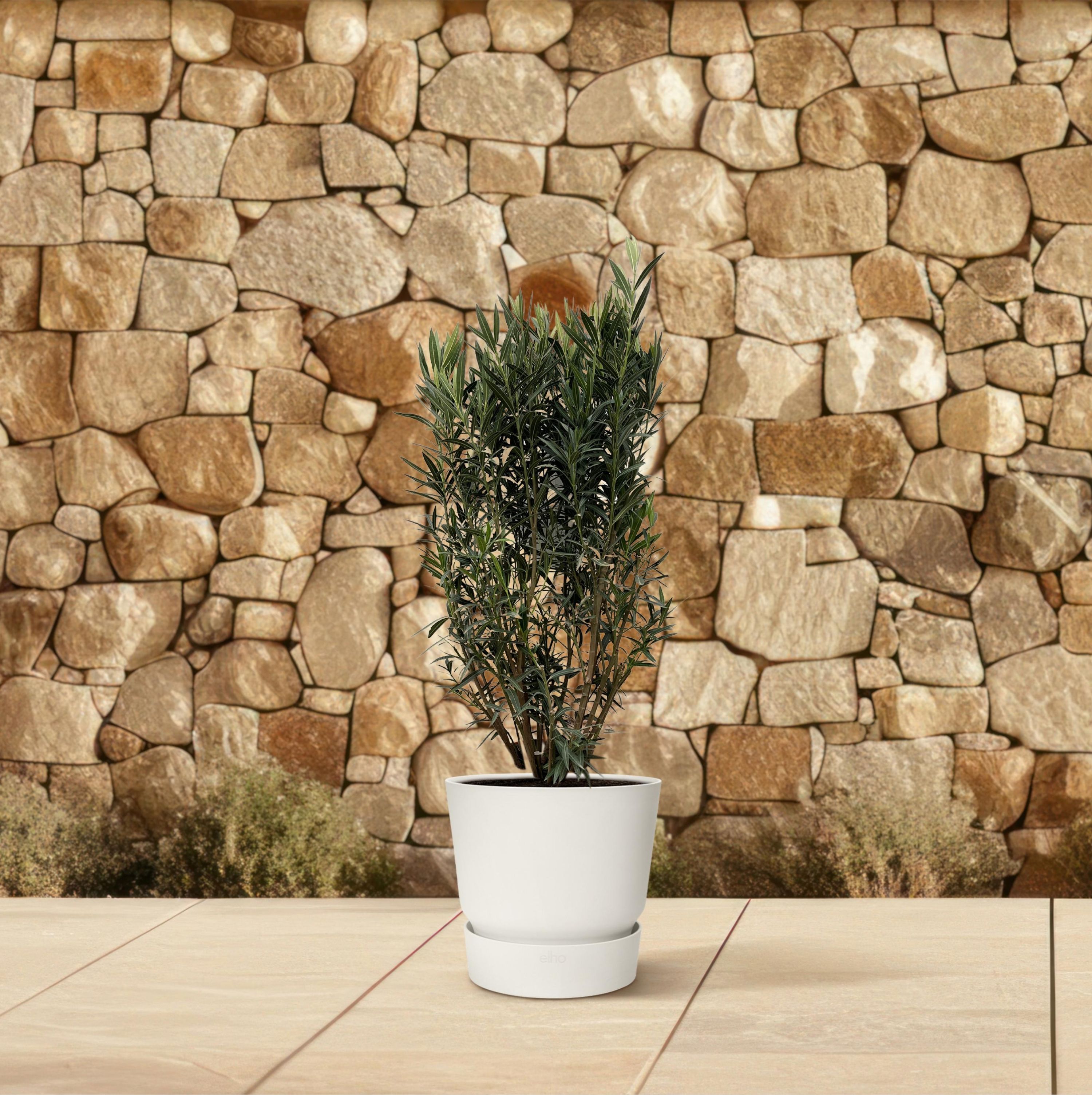 Nerium Oleander - Duftende Oleanderpflanze