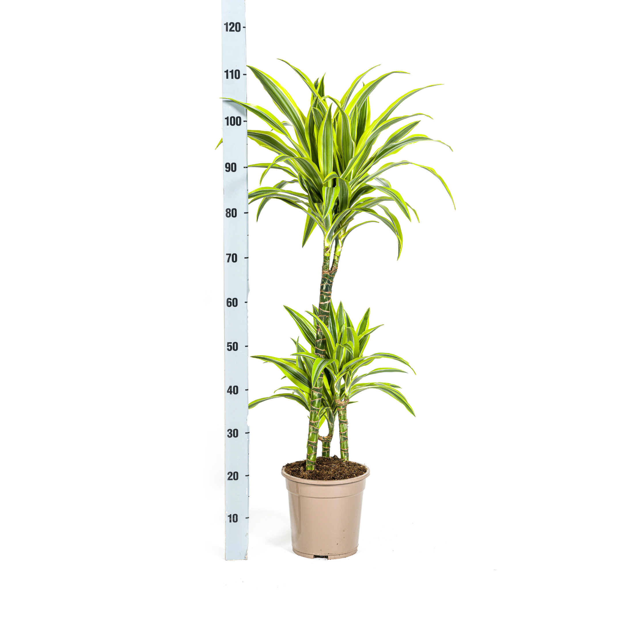 Dracaena Lemon Lime | Ø21cm Topf | Höhe 90-110cm