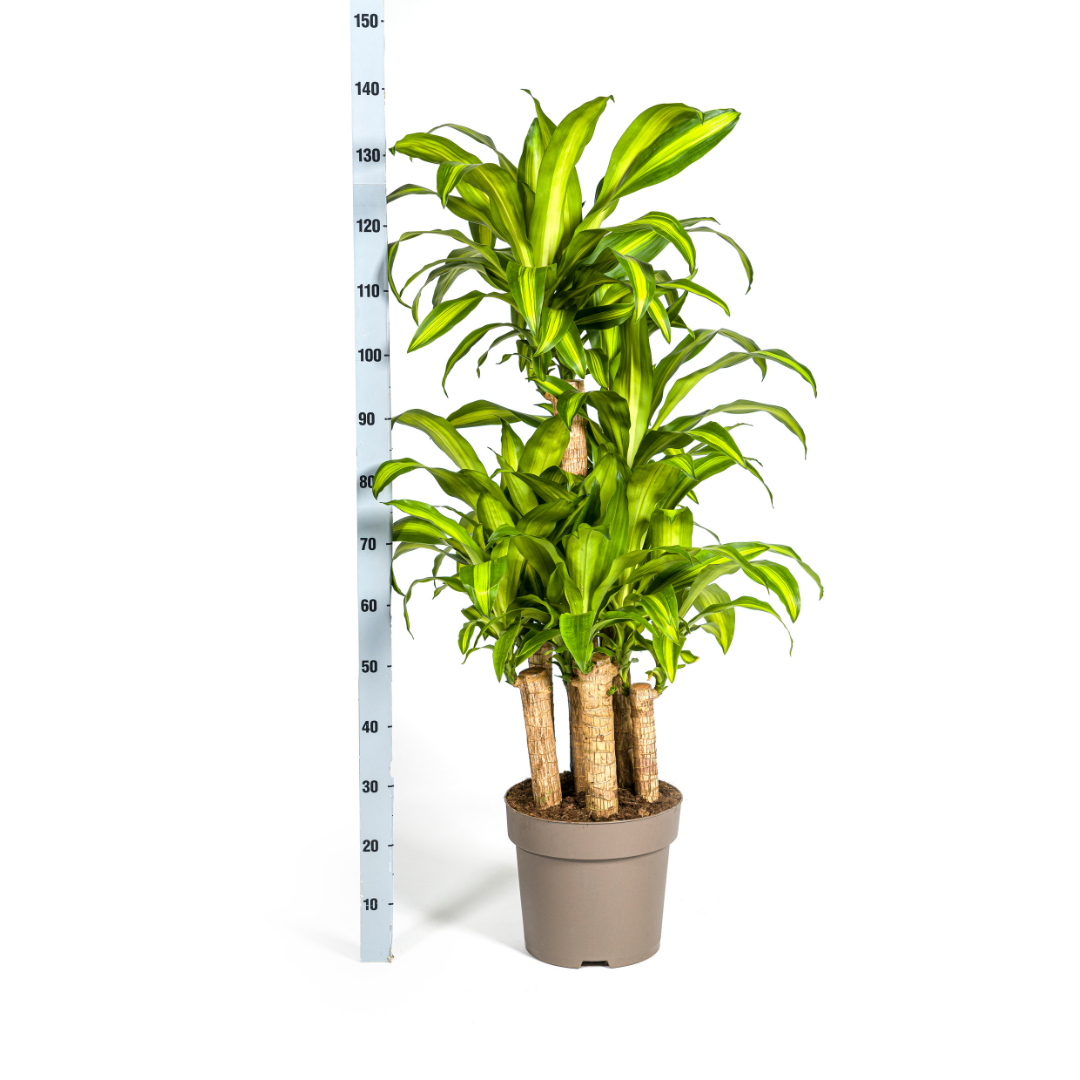 Dracaena Fragrans Massangeana Karussell – 130-150cm hoch – Ø30cm Topf