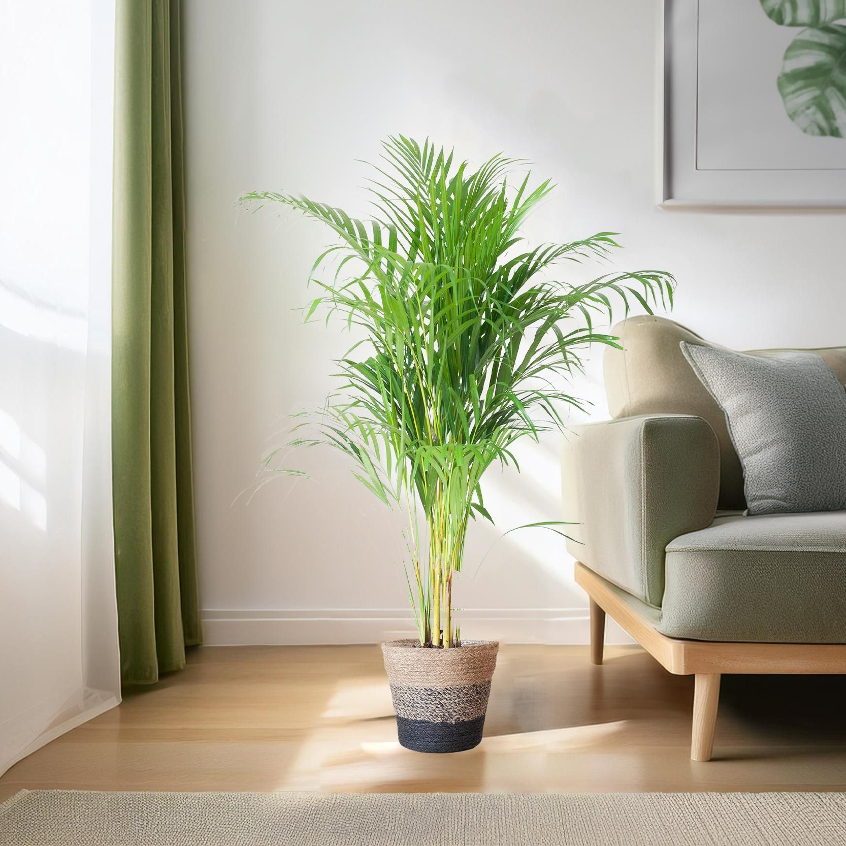 Areca Palme Dypsis in Viber Topf
