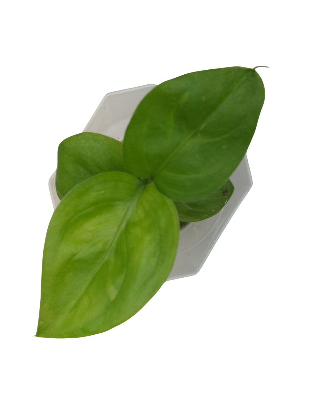 Dieffenbachia amoena Tropic Marianne