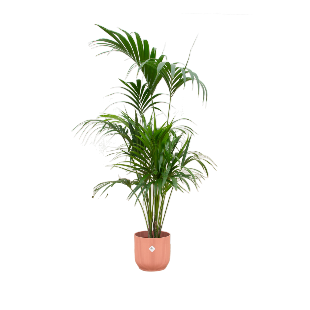 Kentia-Palme im elho Vibes Fold Round Übertopf