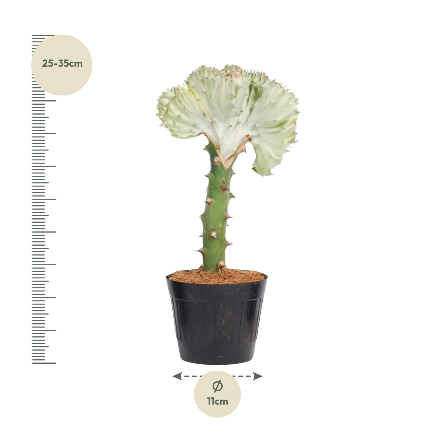 Euphorbia lactea Cristata Korallen-Kaktus Pflanze