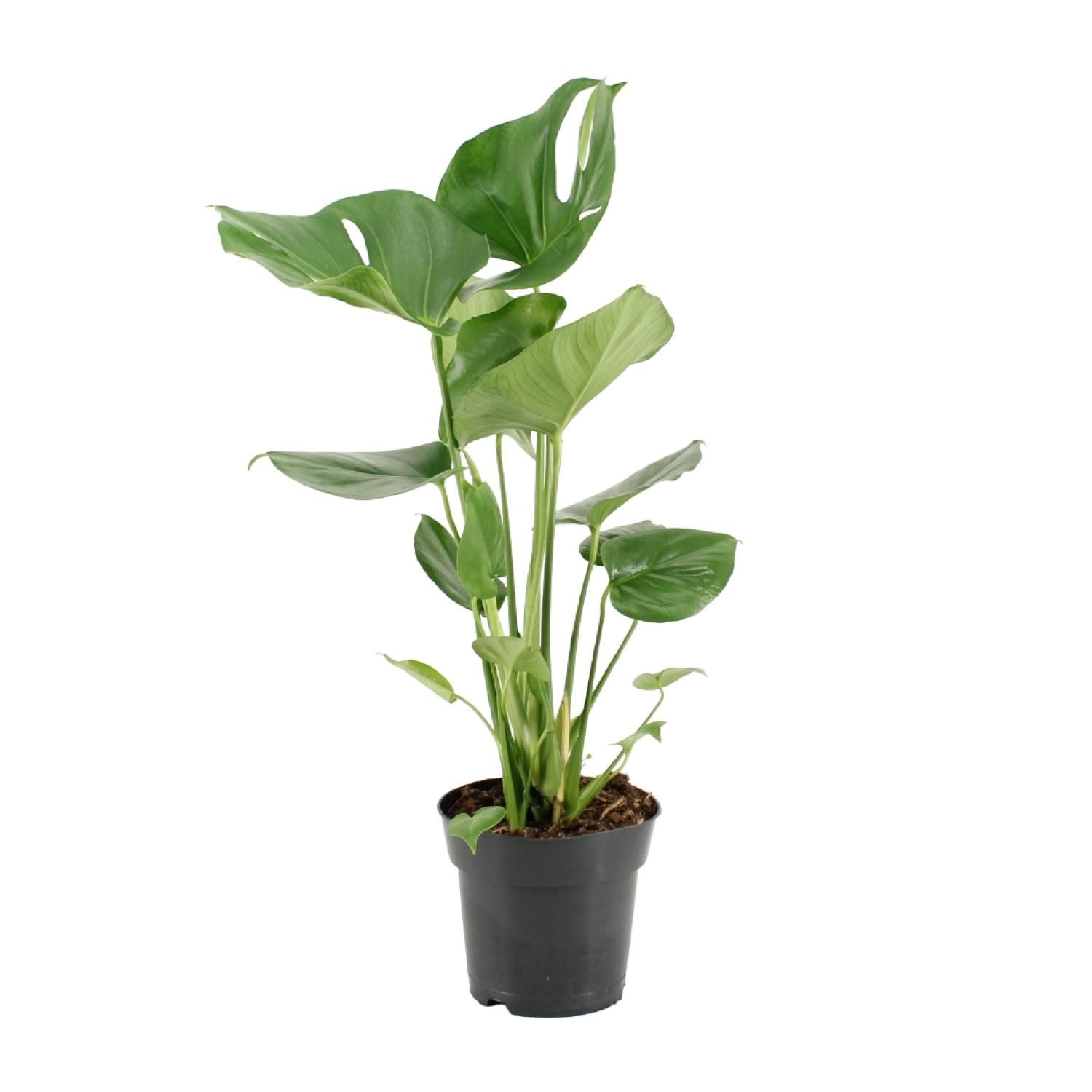 Monstera Deliciosa Zimmerpflanze