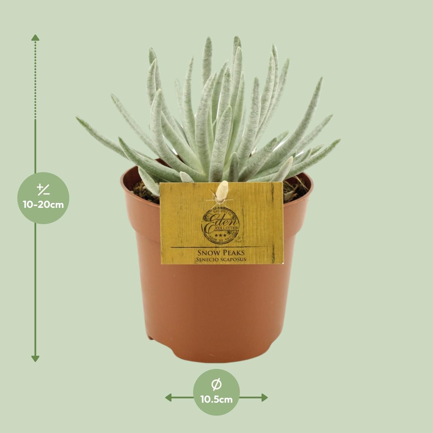 Senecio Scaposus Pflanze mit lebendigen Blüten