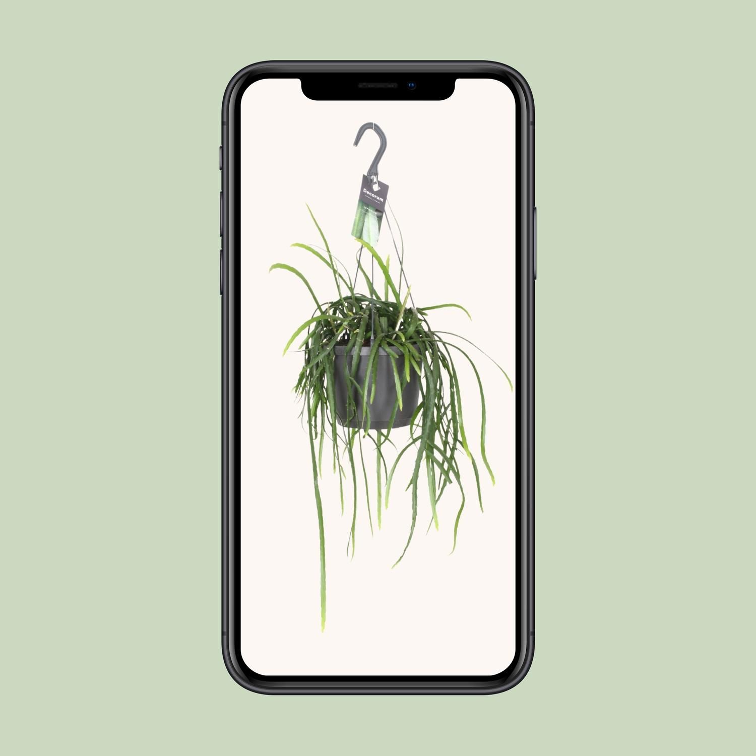 Lepisium Bolivianum Kaktus