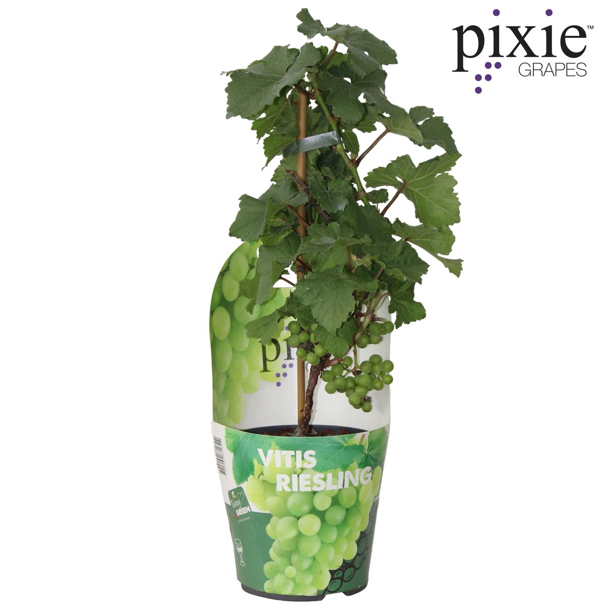 Vitis Pixie Riesling Zwergtraube