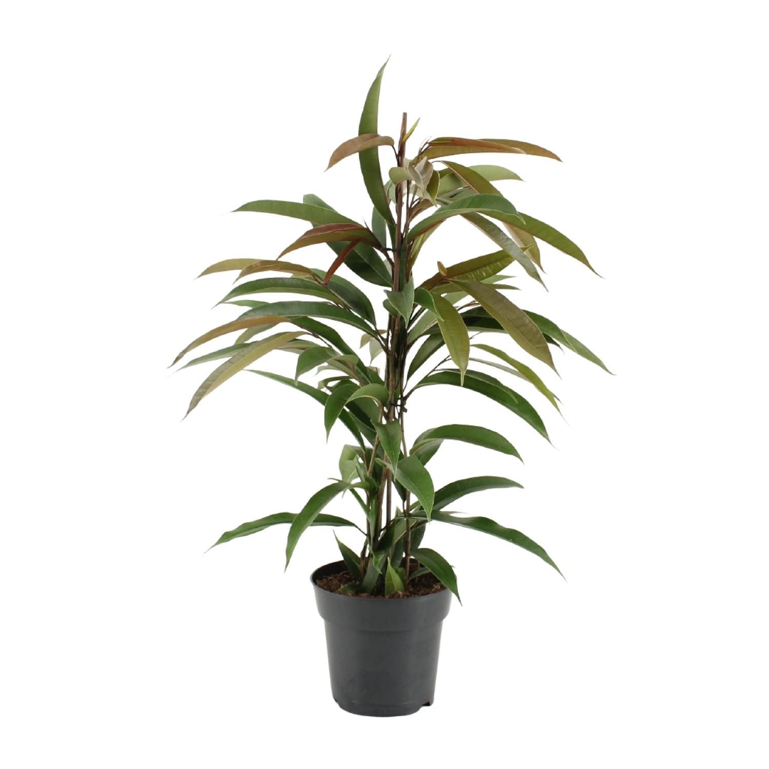 Ficus Binnendijkii Amstel King Zimmerpflanze