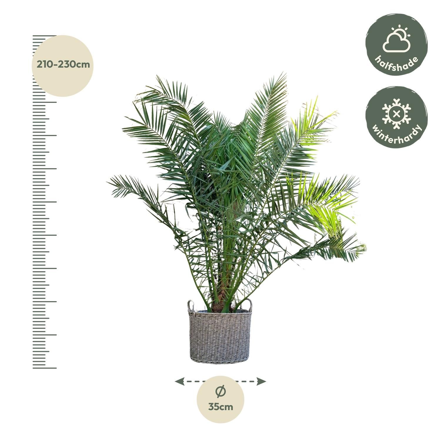 Phoenix Canariensis Kanarische Dattelpalme