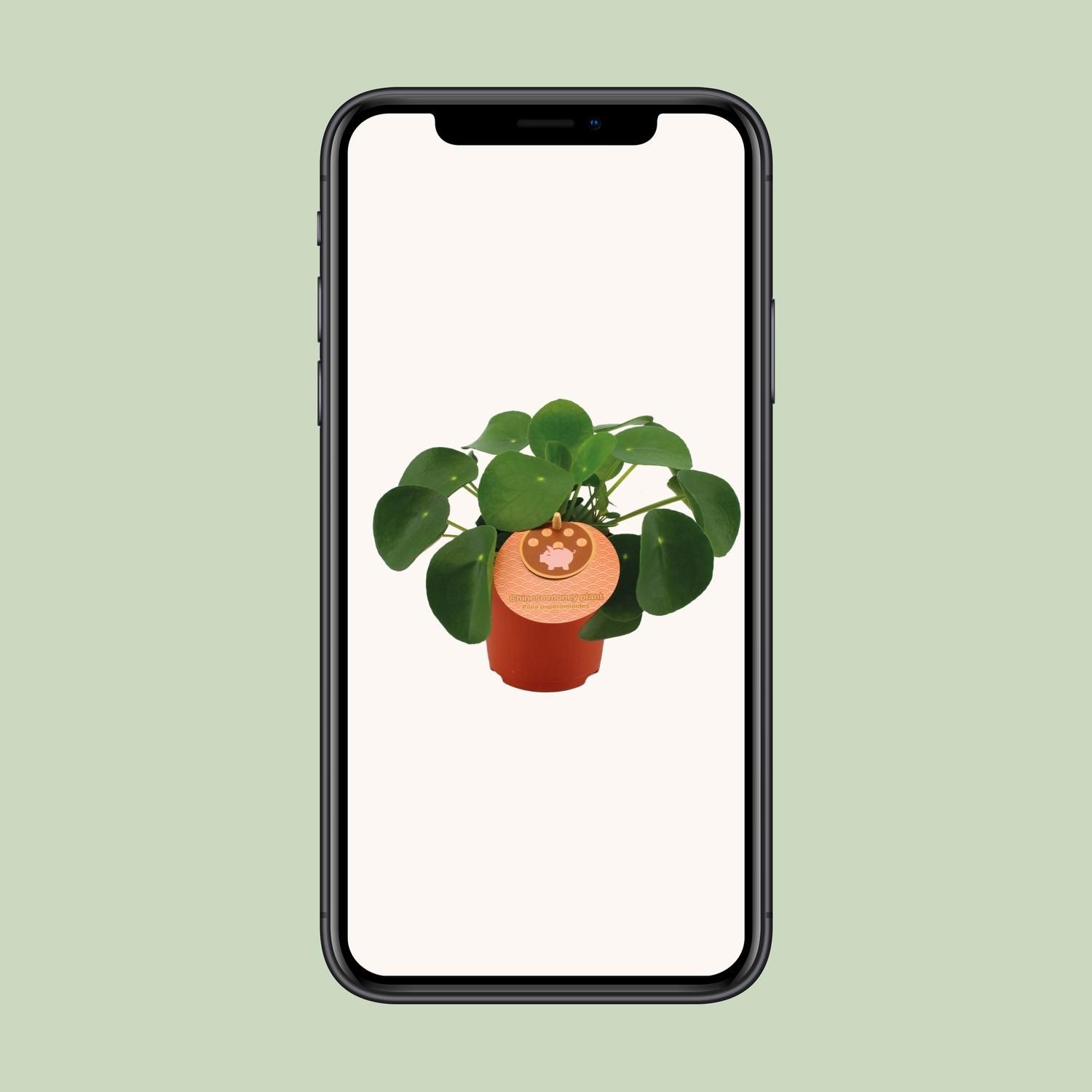 Pilea Peperomioides - Chinesische Geldpflanze für Zuhause