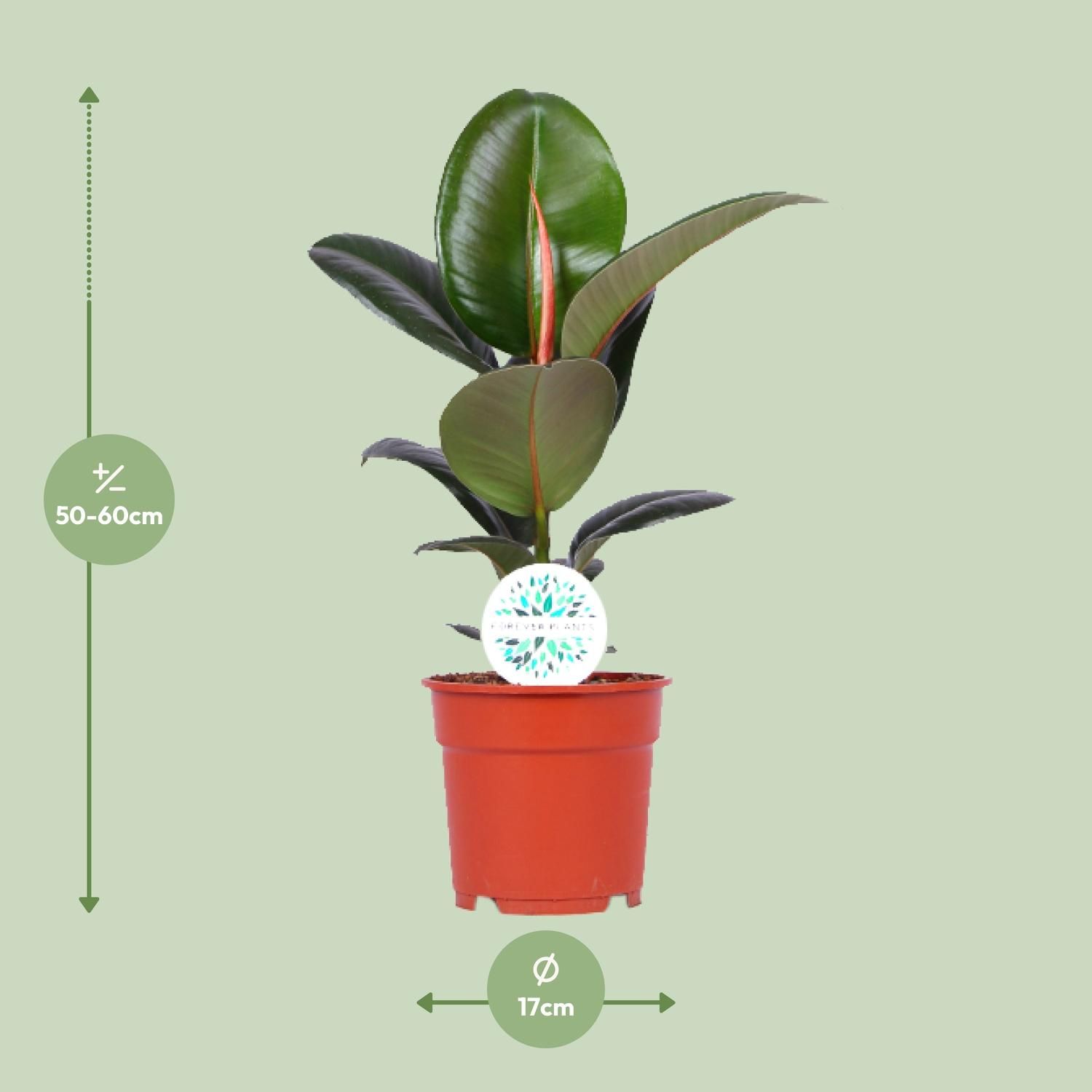 Ficus Elastica Robusta Zimmerpflanze
