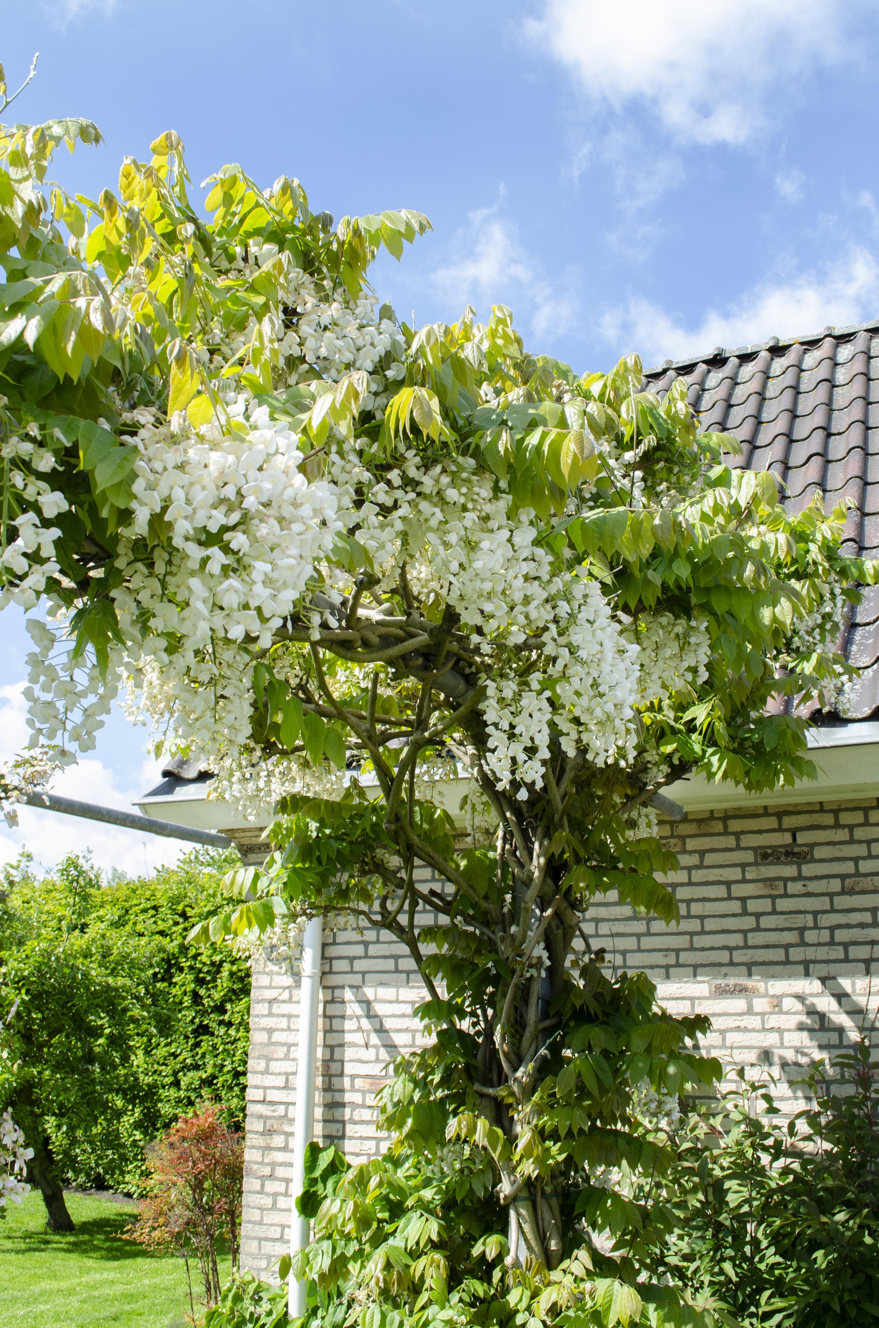 Wisteria Floribunda Alba Weißer Regen Kletterpflanze