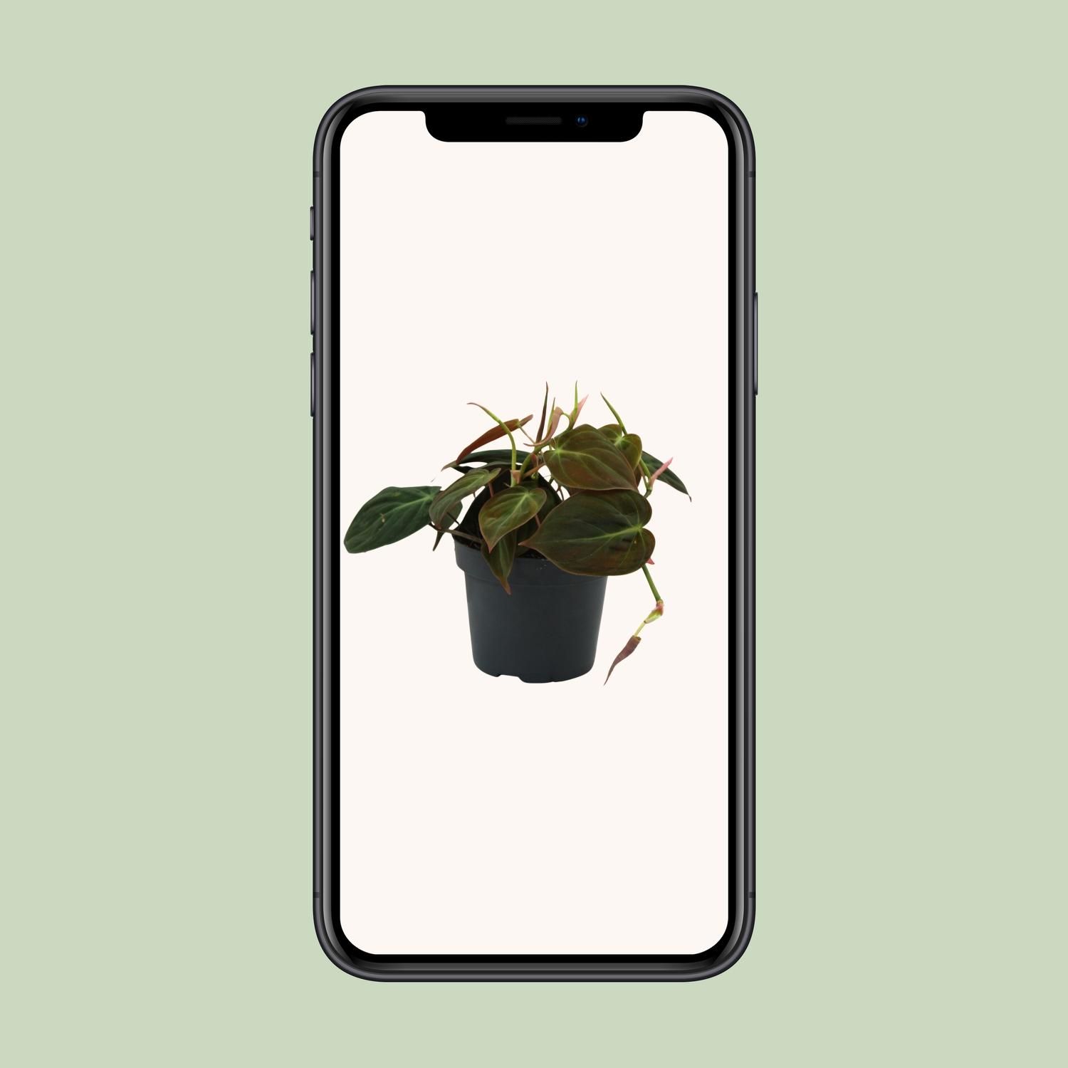 Philodendron Micans Zimmerpflanze