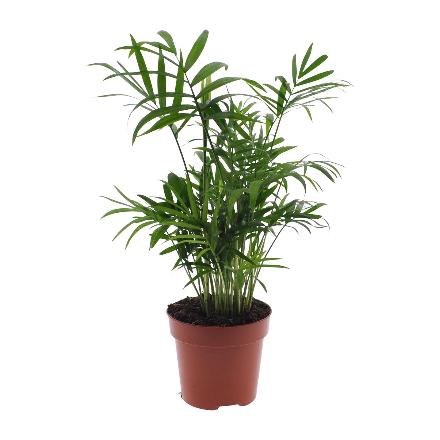 Mexikanische Bergpalme Chamaedorea Elegans