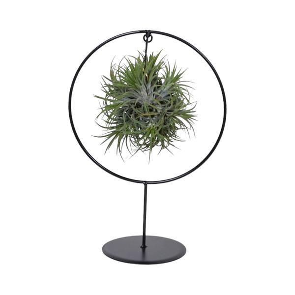 Tillandsia Ring Mix – Elegante luftreinigende Zimmerpflanze