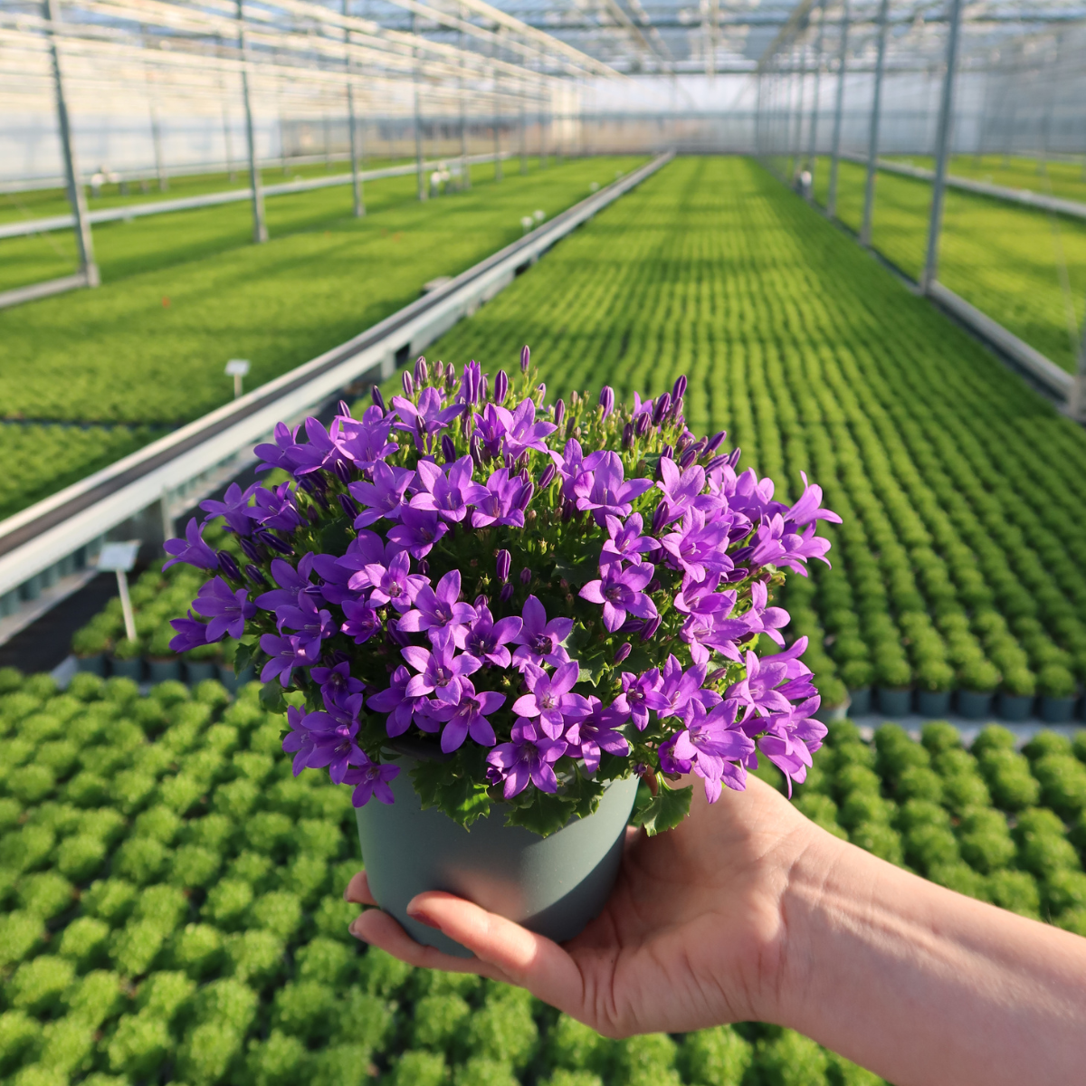 2x Campanula Addenda Ambella Intense Purple in Dekotöpfen – Staude – winterhart
