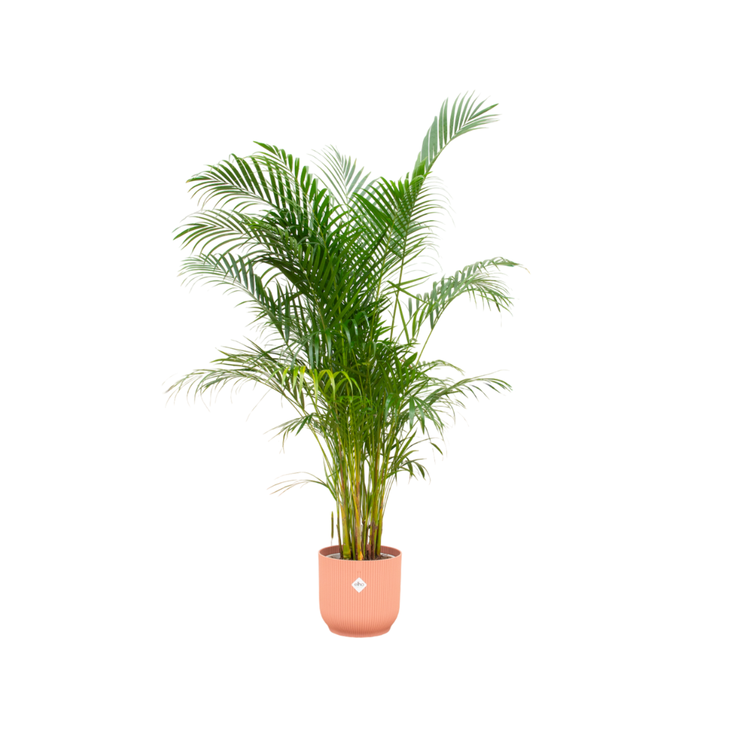 Elegante Areca-Palme im rosa Übertopf