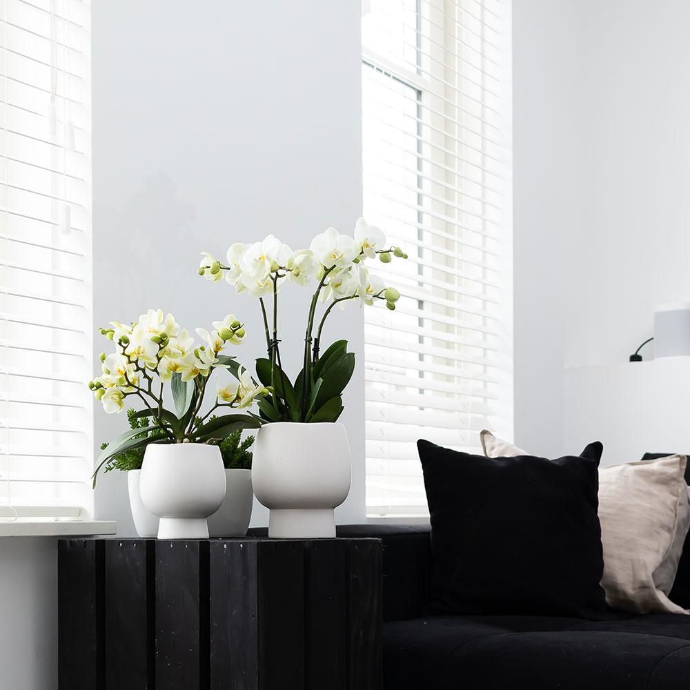 Weiße Phalaenopsis Orchidee mit Scandic Ziertopf