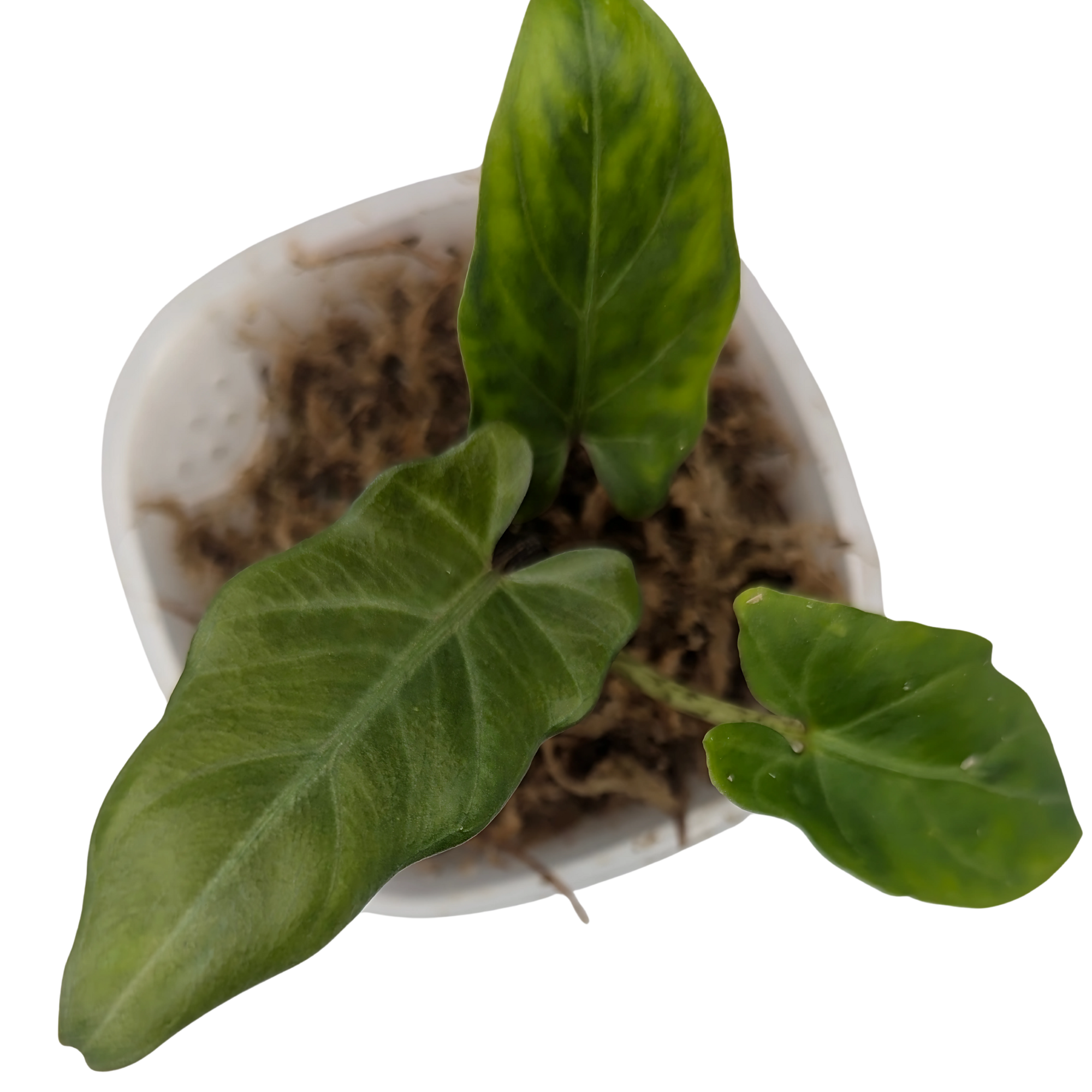 Alocasia lauterbachiana