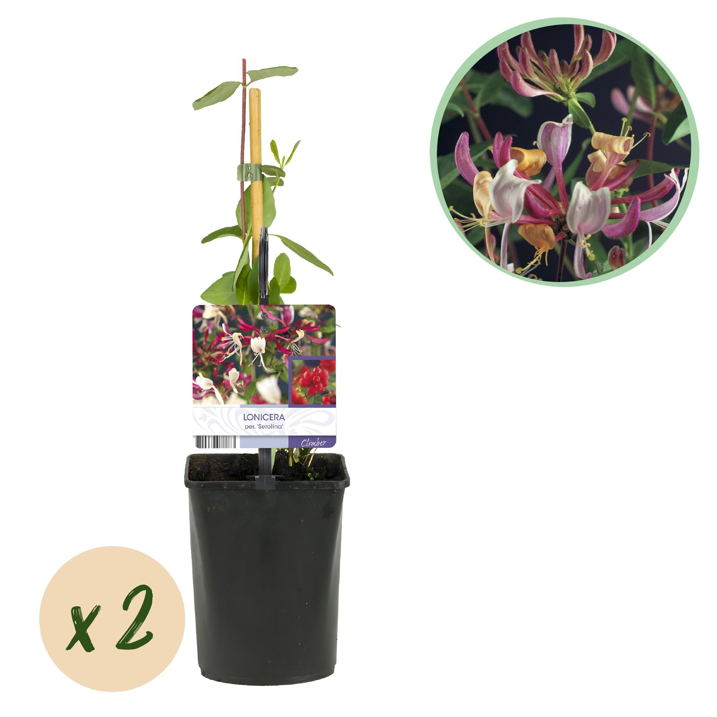 Lonicera Serotina Geißblatt – Blüten Rosa-Weiß – Wenig Pflege – 2 Pflanzen