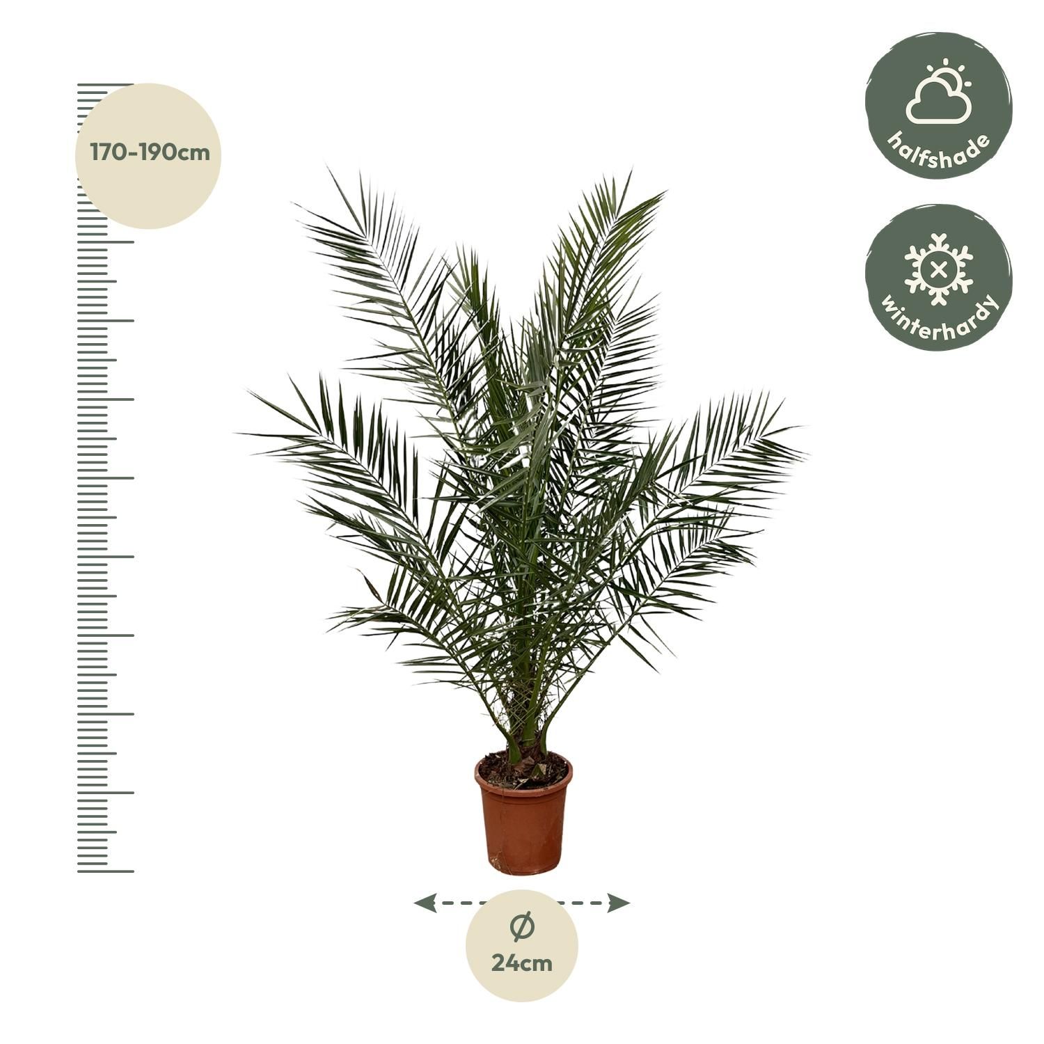 Kanarische Dattelpalme Phoenix Canariensis